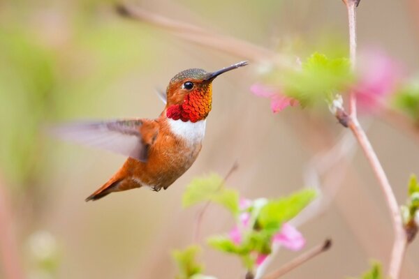 A little bird in pink branches