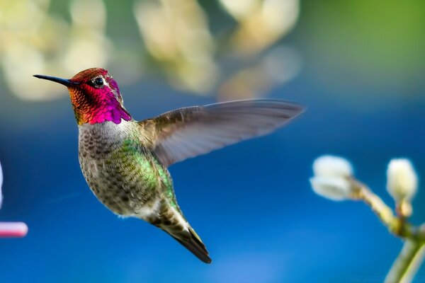 Natur, schöner Kolibri-Vogel