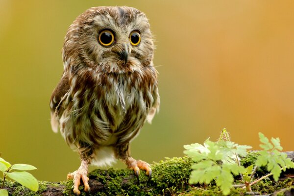 Búho sorprendido en el bosque salvaje