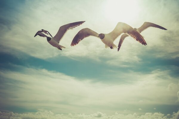 Gaivotas voando no céu azul