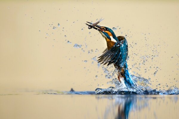 A bird above the water while hunting