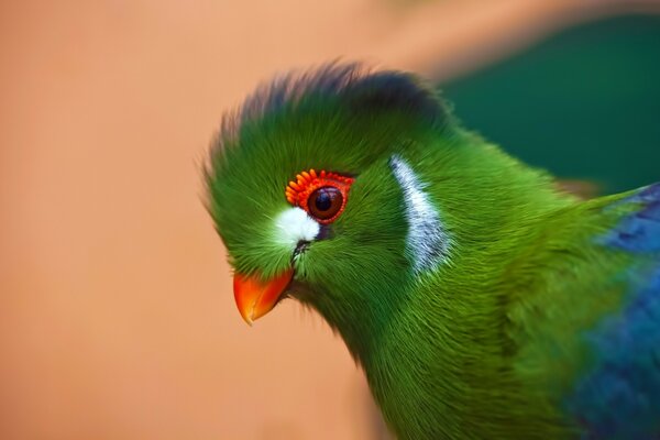 A bright parrot in nature