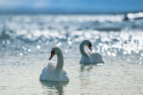 Two white swans on the water surface