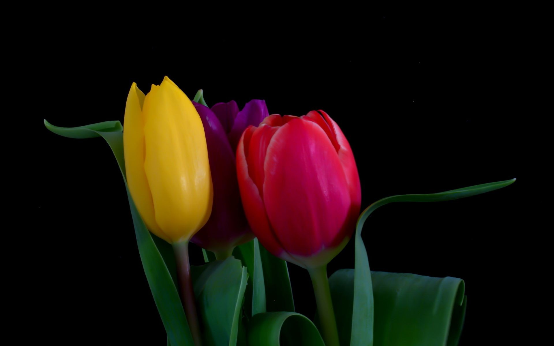 tulipany tulipan natura wielkanoc kwiat liść jasny flora kolor miłość ogród bukiet kwiatowy izolowany łuska romans