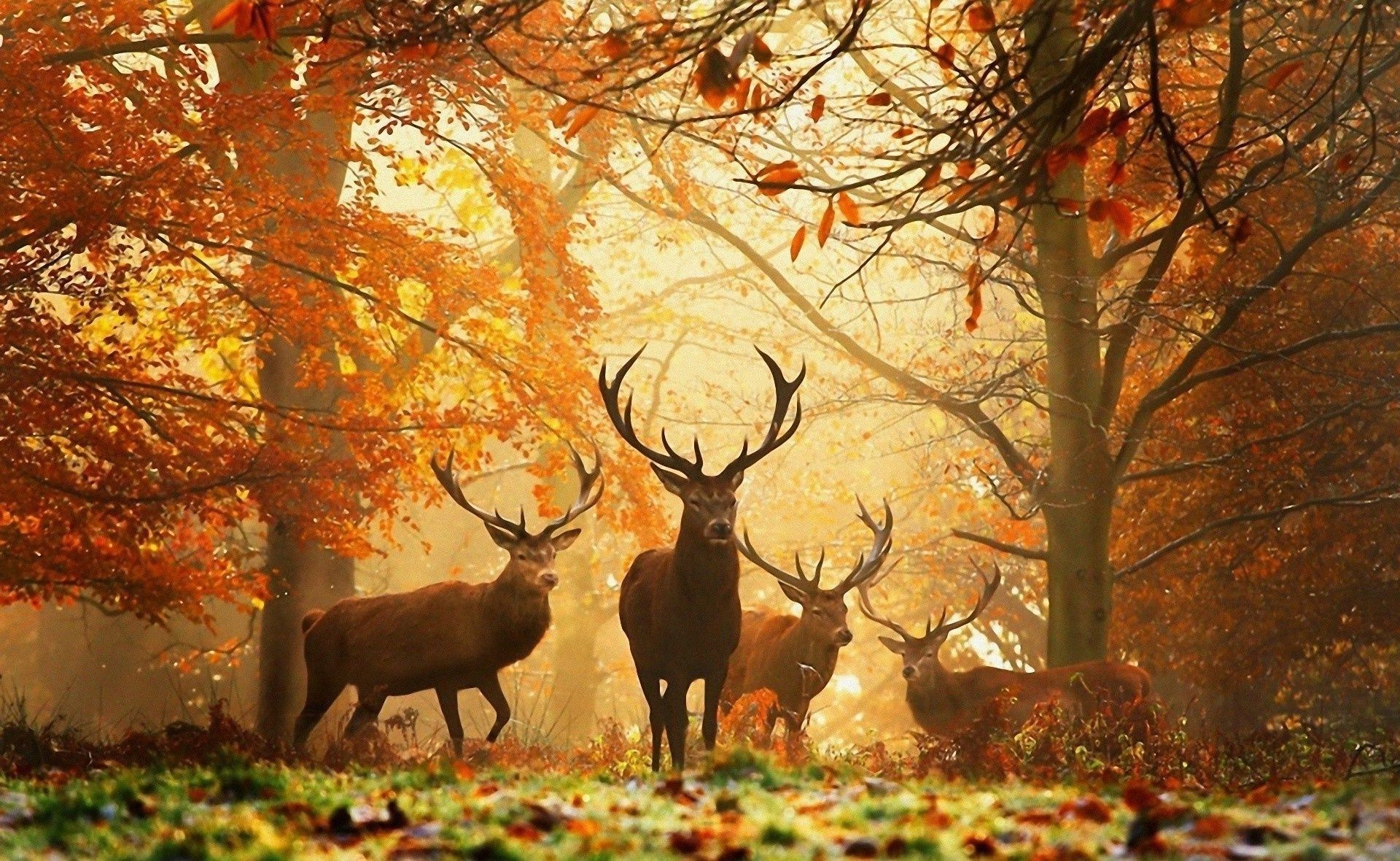 deer fall wood tree leaf outdoors season nature park mammal landscape