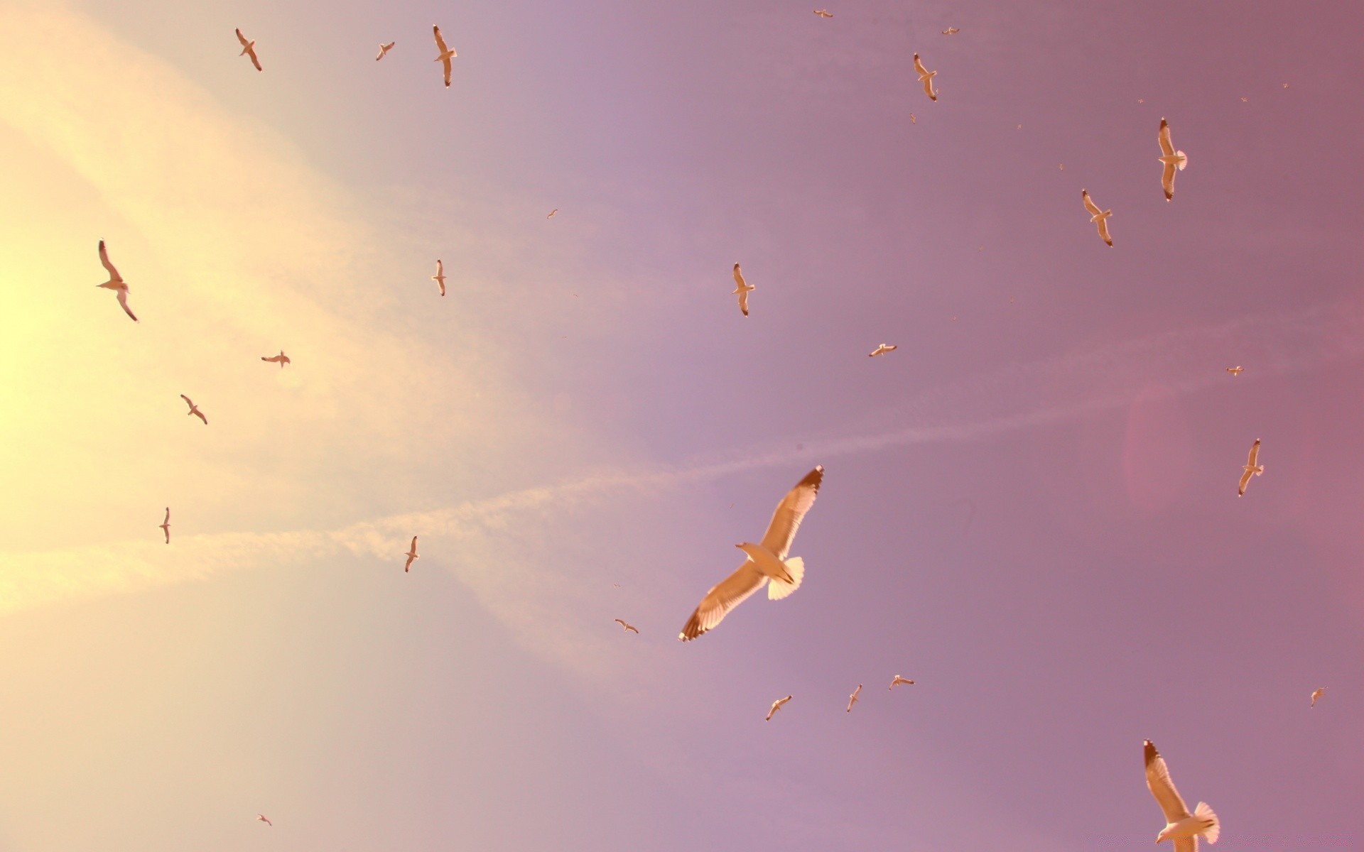 aves pájaro acción cielo vuelo luz del día avión avión movimiento competencia habilidad al aire libre rebaño precisión vida silvestre cometa