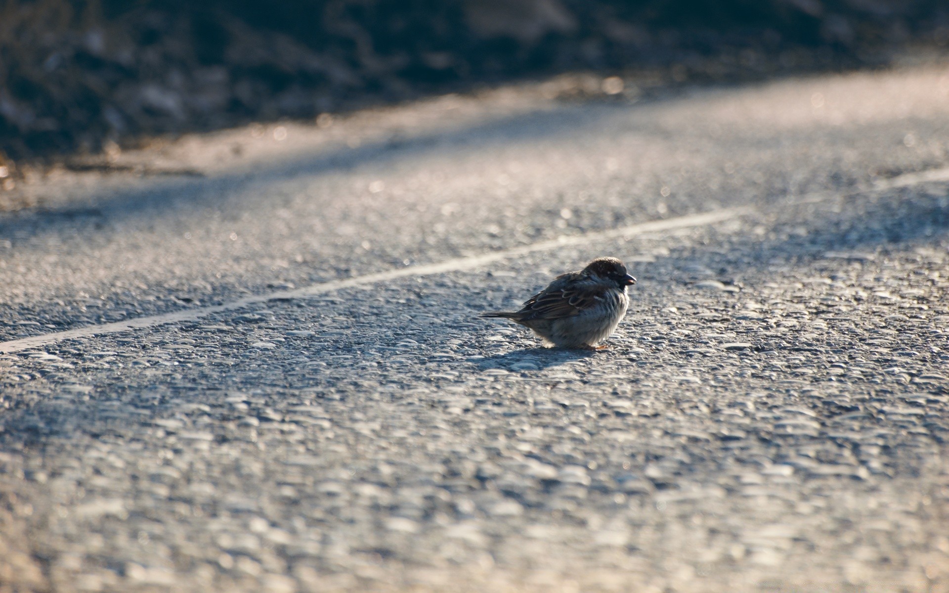 aves naturaleza invierno al aire libre nieve playa aves arena vida silvestre agua animal