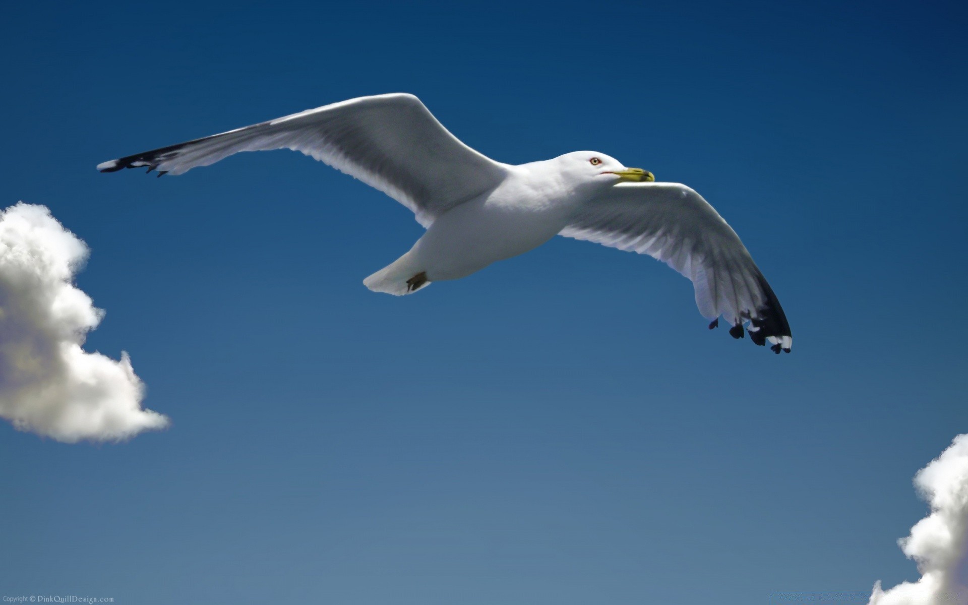 seagull seagulls bird outdoors sky nature flight wildlife freedom