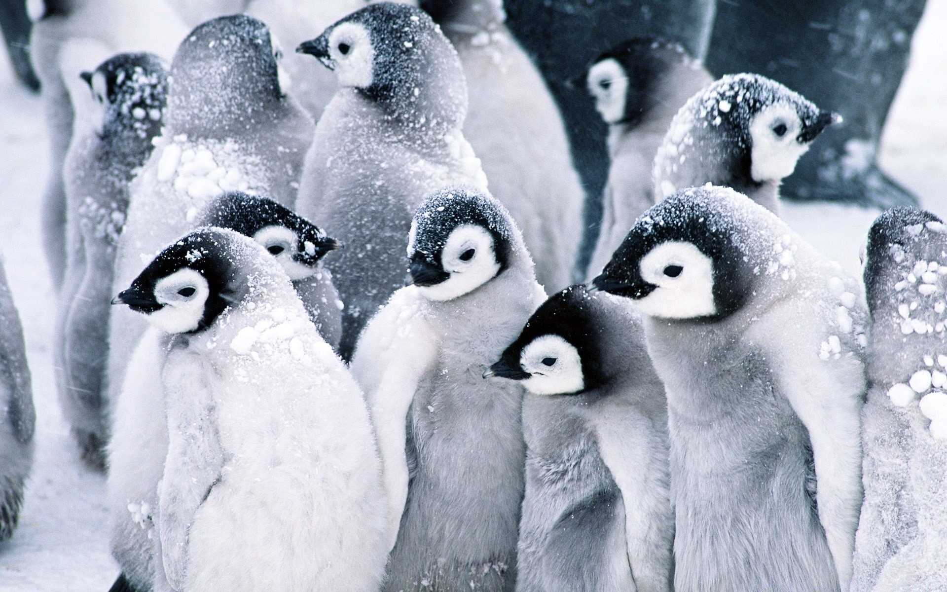 pinguino neve gelido inverno freddo polare gelo congelato ghiaccio mammifero fauna selvatica natura uccello