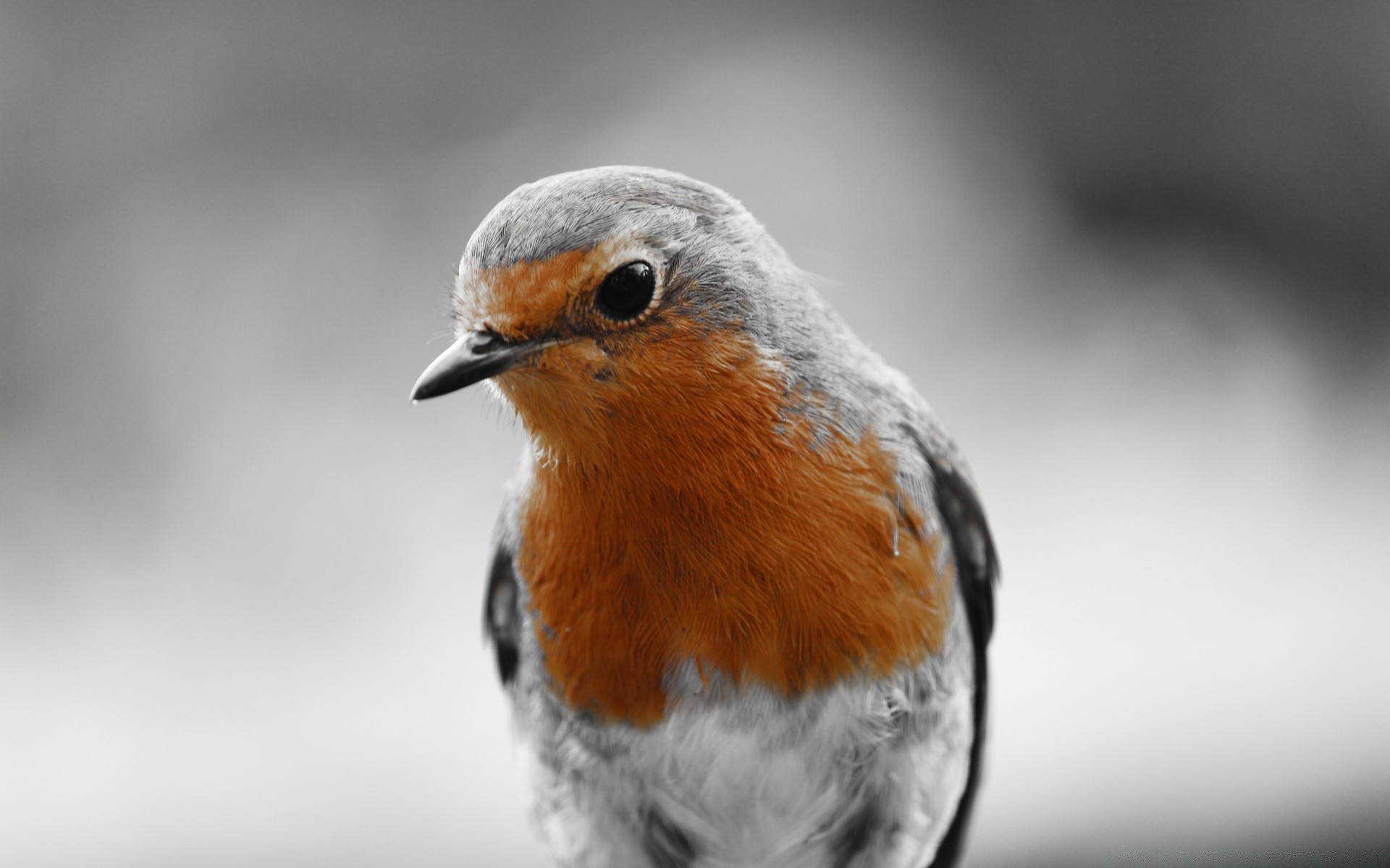 oiseaux oiseau faune nature animal