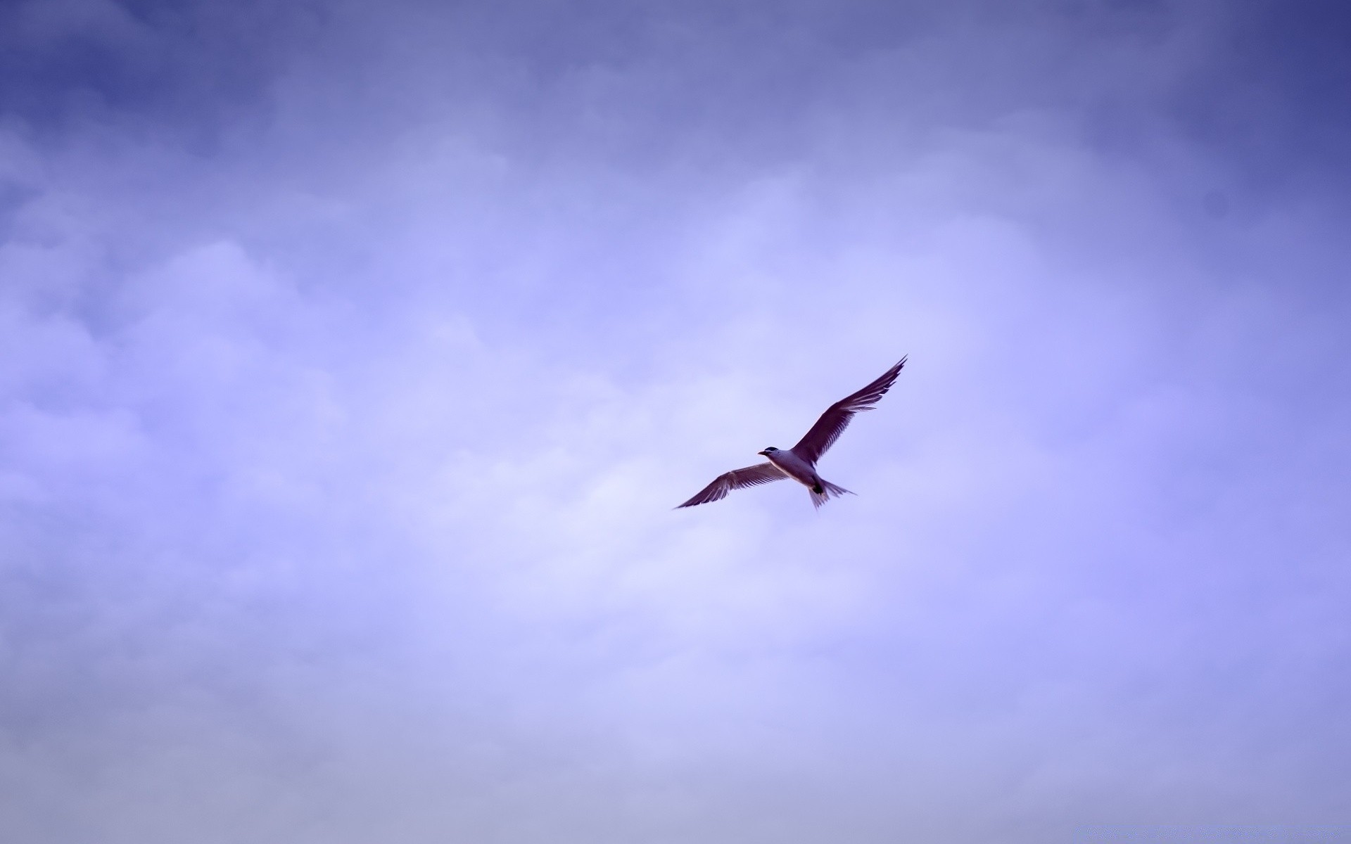 oiseaux ciel vol oiseau à l extérieur liberté nature lumière du jour avion air voler mouettes été