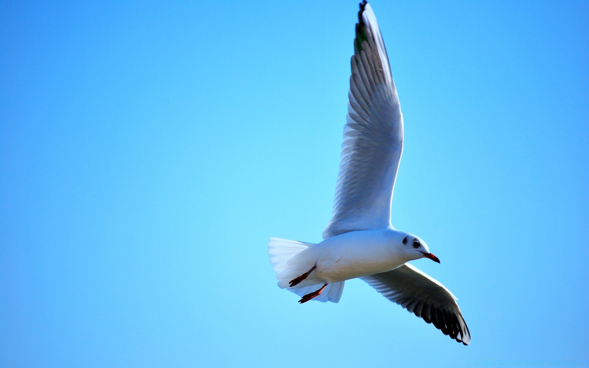 gaviota pájaro gaviotas vuelo vida silvestre cielo naturaleza al aire libre libertad volar paloma