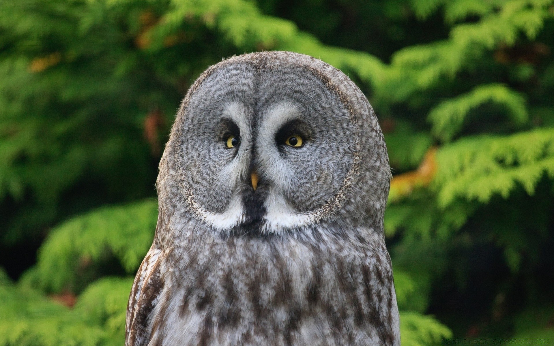 eule vogel tierwelt raptor natur wild tier im freien porträt beute schnabel feder auge jäger holz raubtier