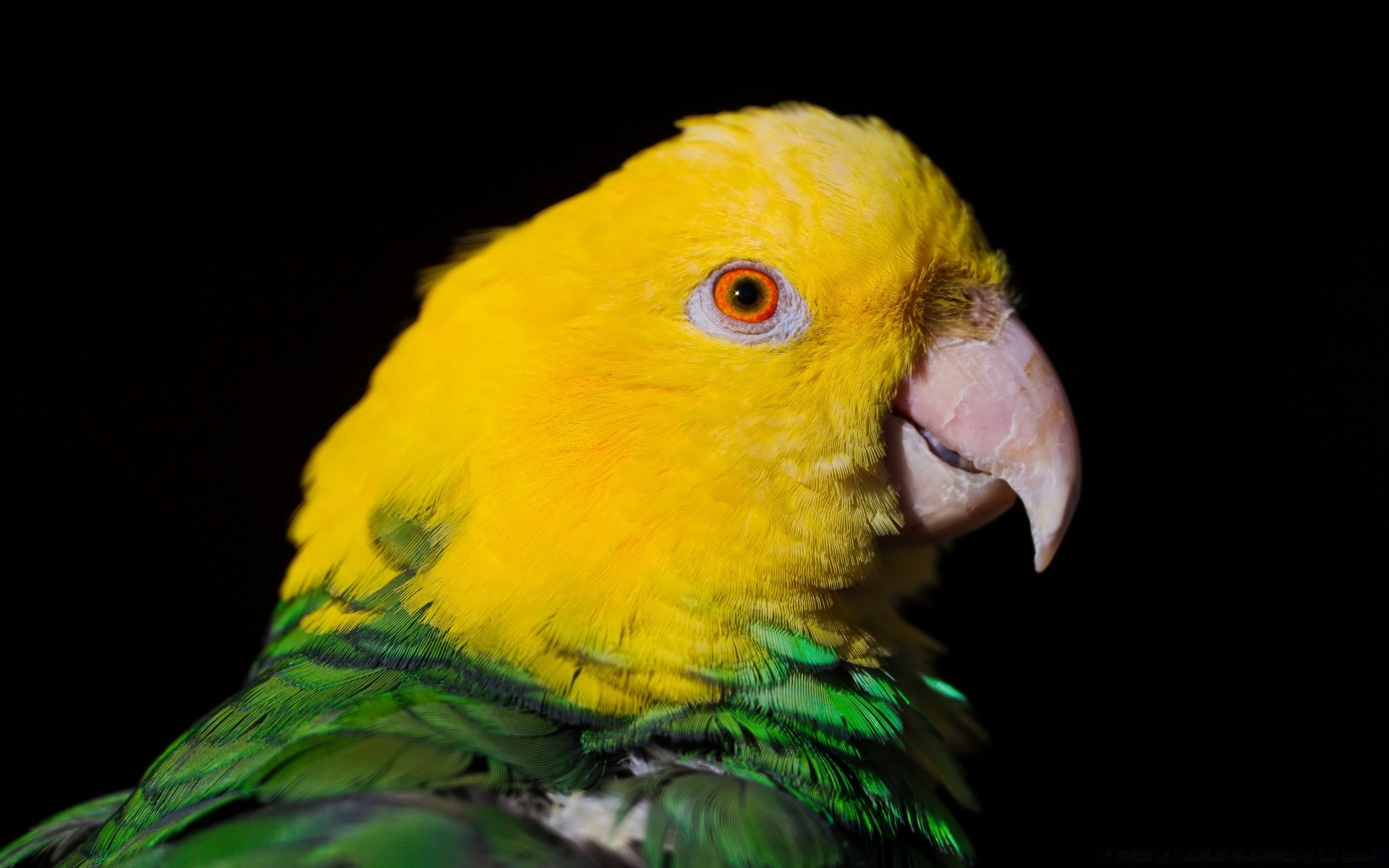 papagaio pássaro vida selvagem arara tropical natureza jardim zoológico pena fofa exótico bico animal selvagem papagaio avian solteiro cor animal de estimação