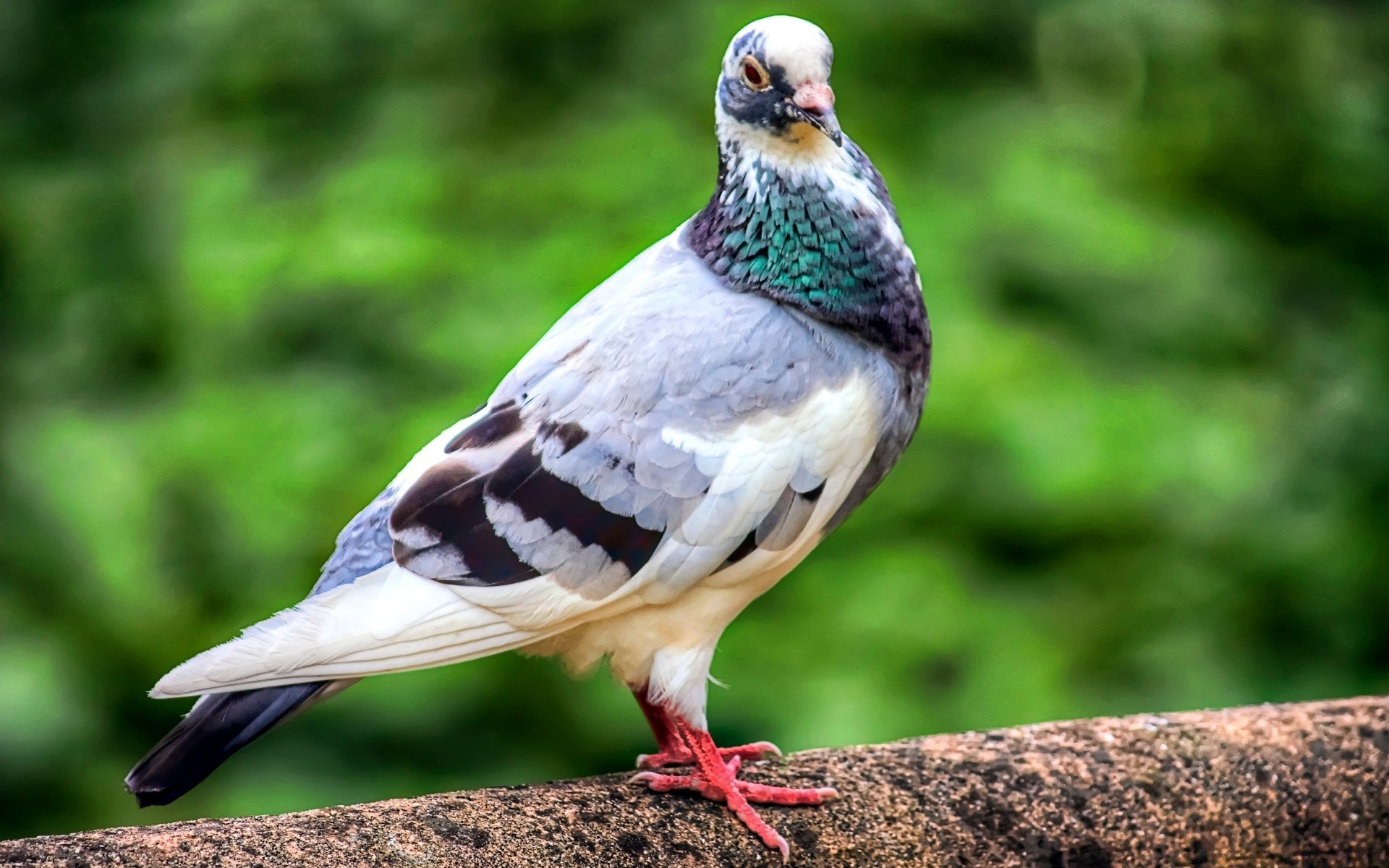 güvercin kuş yaban hayatı doğa hayvan gaga vahşi geçiş yumuşatma kanat açık havada avian güvercin