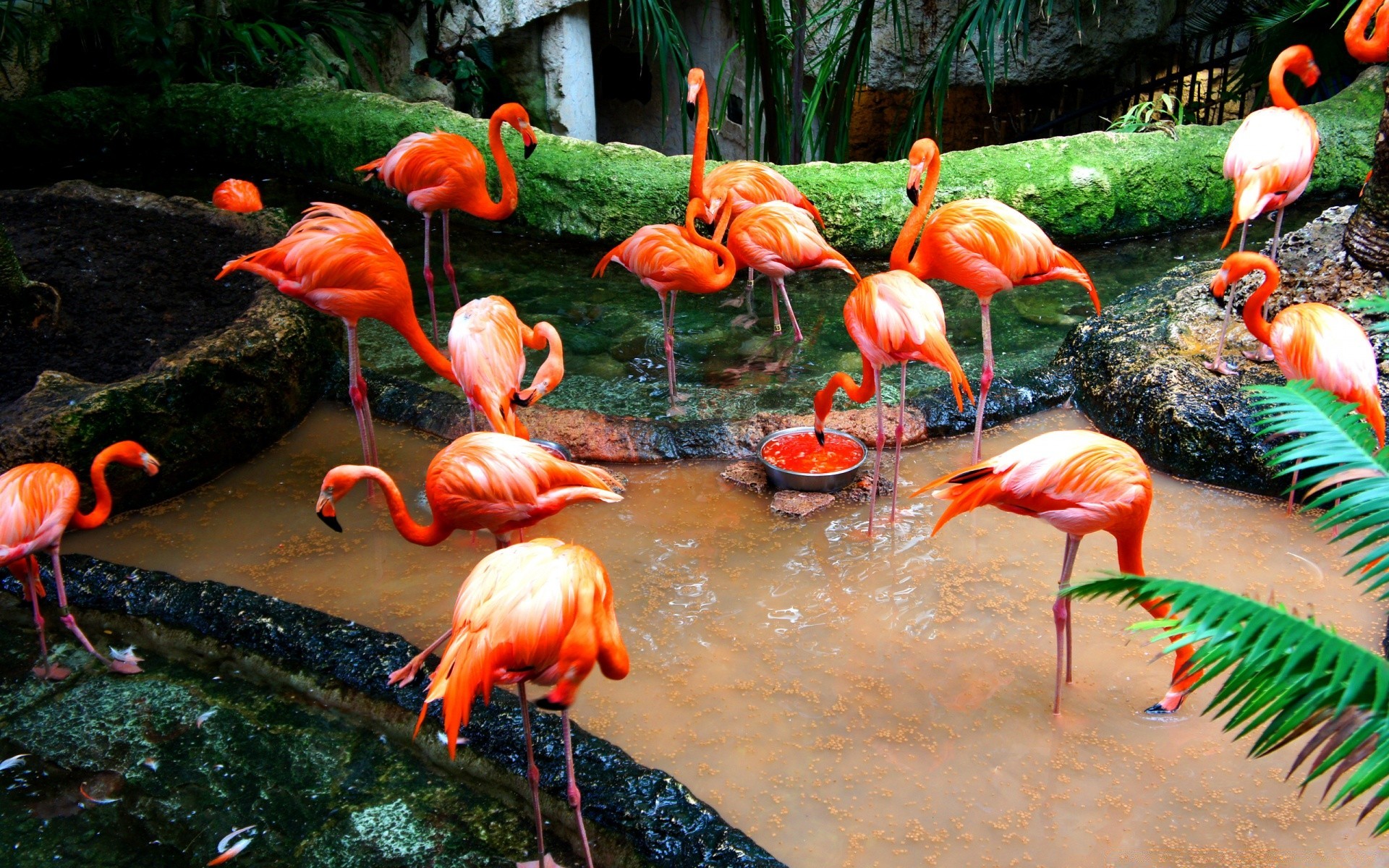 flamenco aves naturaleza jardín vida silvestre zoológico tropical agua pescado al aire libre exótico