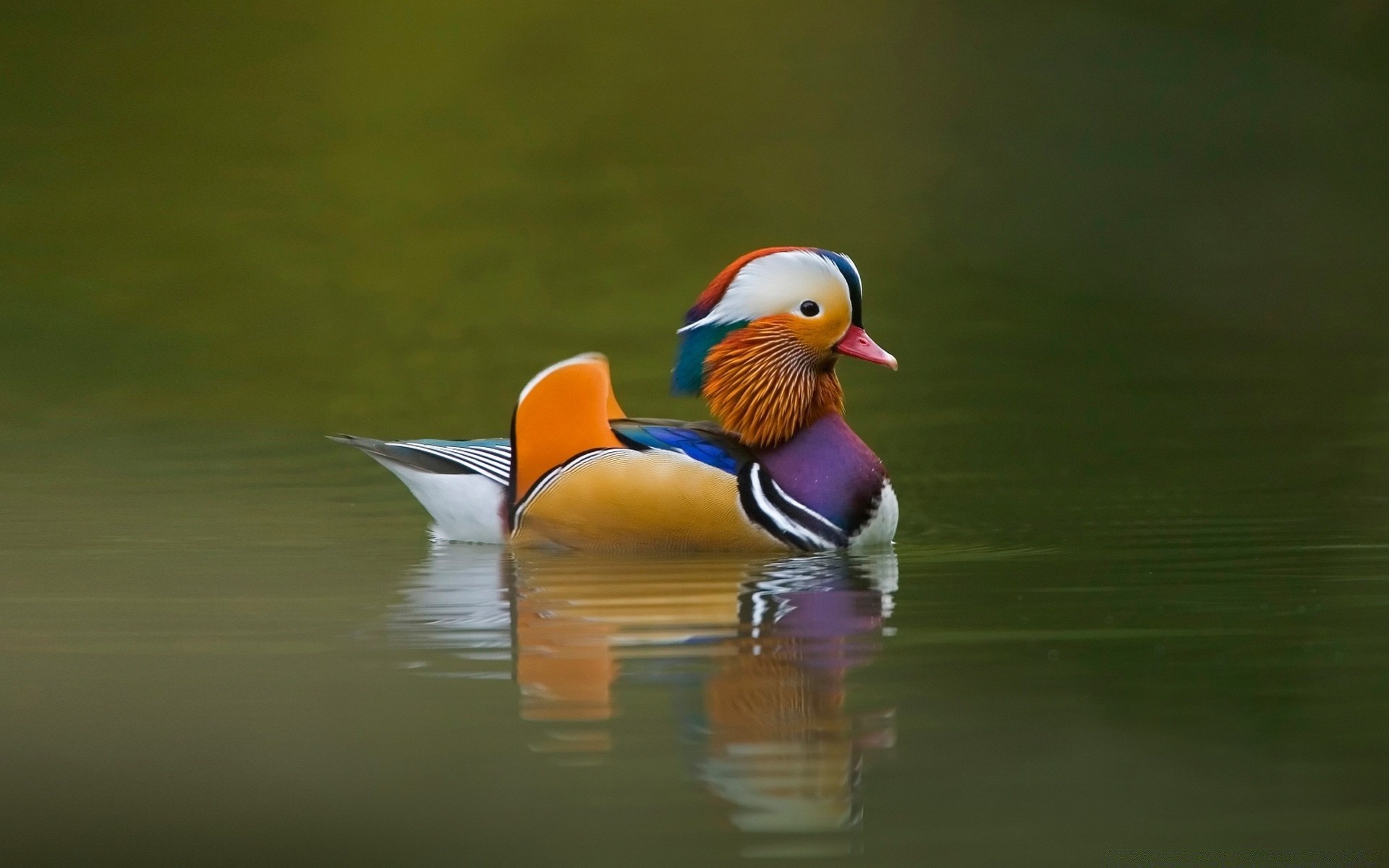 duck bird wildlife pool lake water poultry waterfowl animal swimming