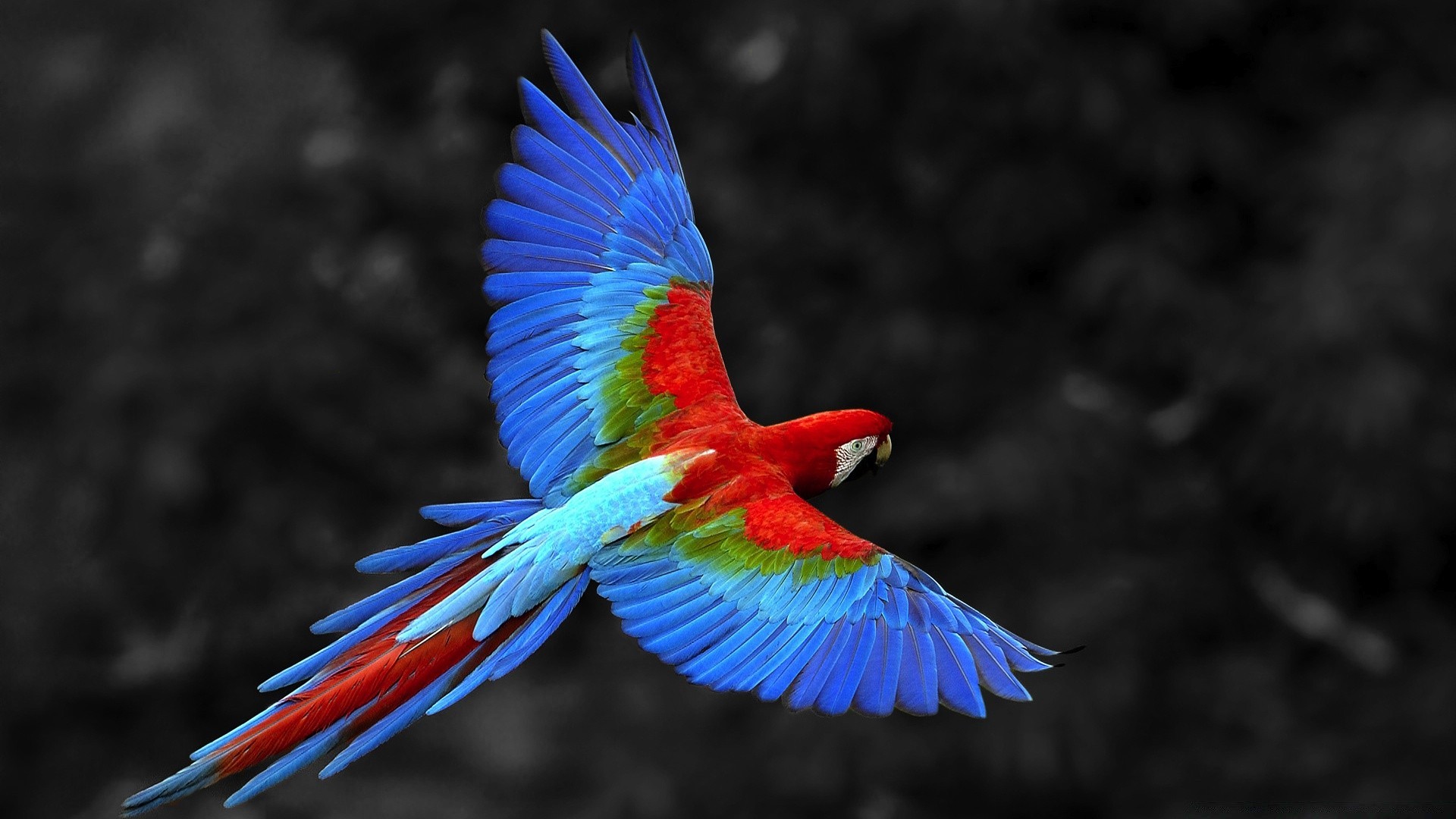 parrot bird nature color feather bright