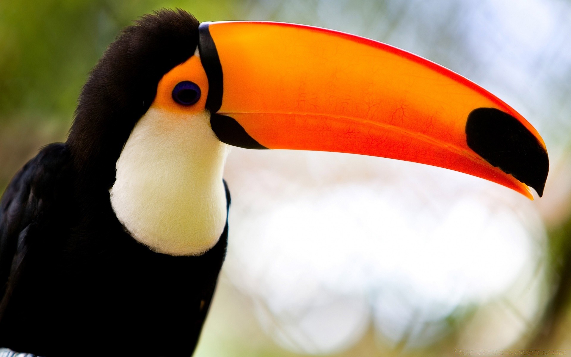 aves aves vida silvestre al aire libre solo naturaleza