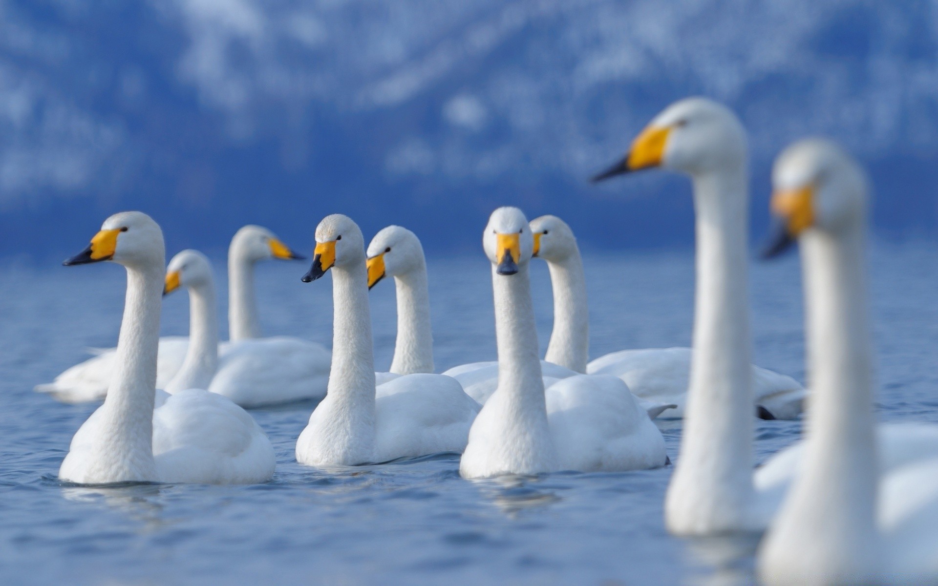 cigni uccello cigno natura fauna selvatica nuoto acqua uccelli acquatici all aperto oca anatra