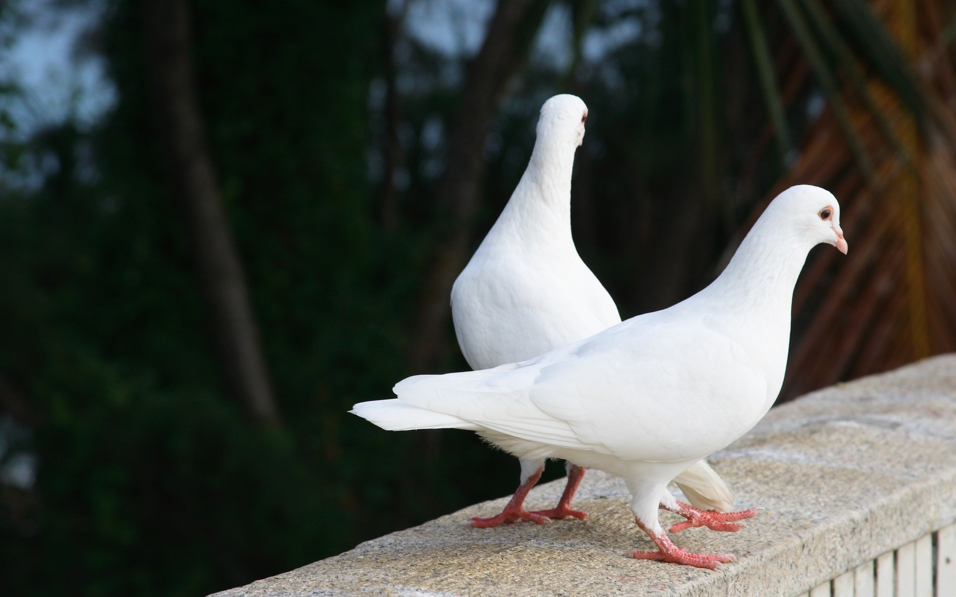 piccione uccello piccione natura all aperto uccelli fauna selvatica animale ala becco piuma