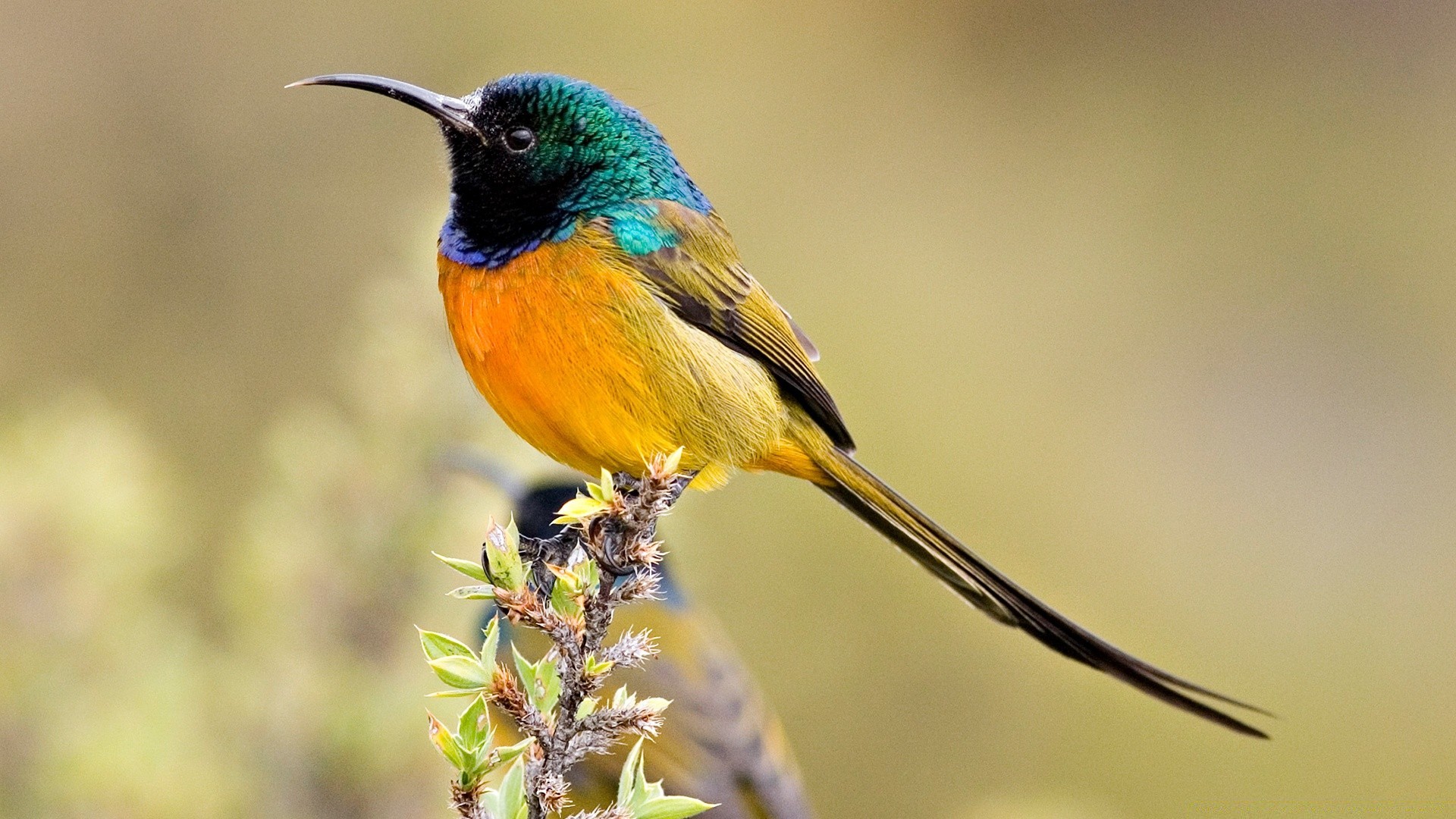 aves pássaro vida selvagem natureza ao ar livre selvagem avian beija-flores