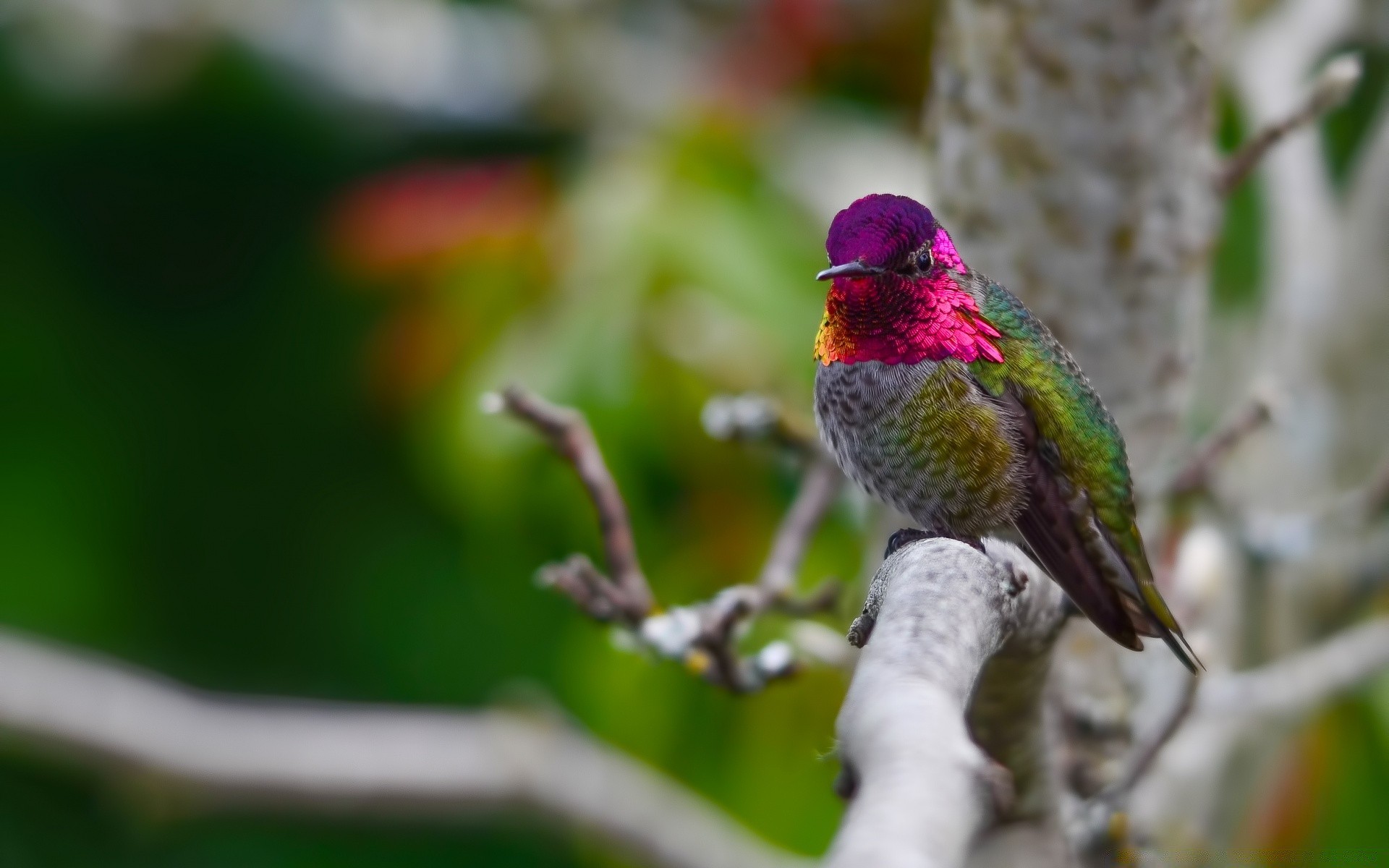 oiseaux oiseau la faune la nature à l extérieur animal arbre sauvage peu couleur feuille