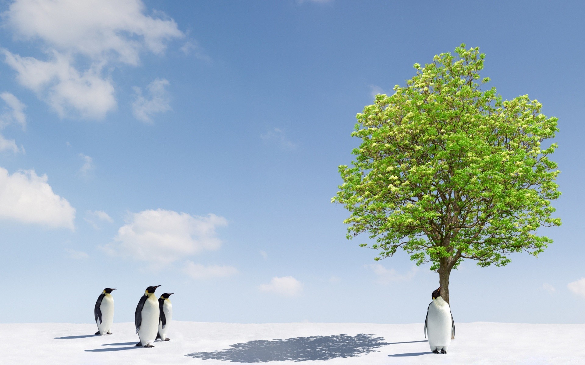 pingüino nieve naturaleza invierno frío al aire libre árbol hielo escarchado cielo pájaro agua