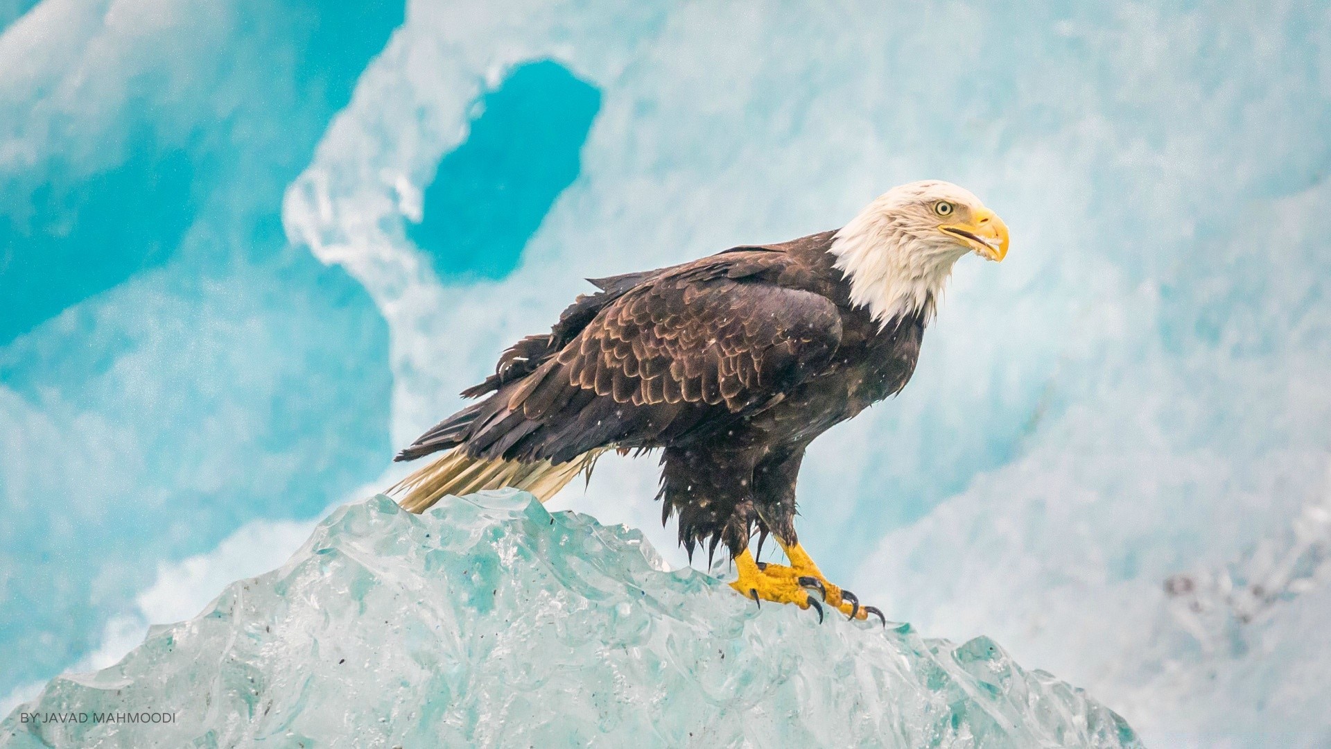 aigle raptor oiseau faune pygargue à tête blanche chauve neige majestueux à l extérieur proie nature faucon faucon hiver sauvage prédateur vol animal