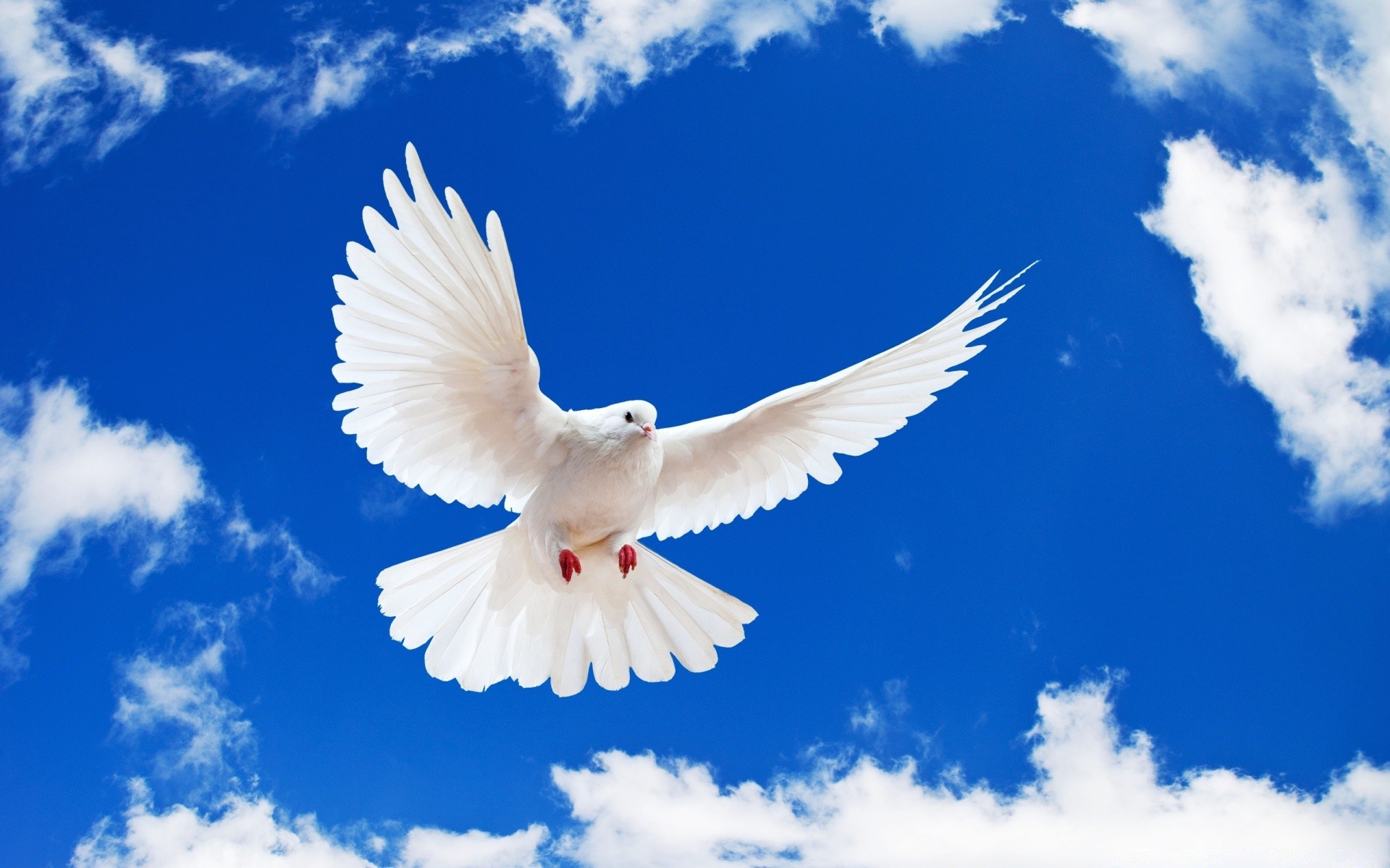 голубь птица природа свобода рейс небо голубь крыло летать на открытом воздухе чайки перо небо лето дикой природы
