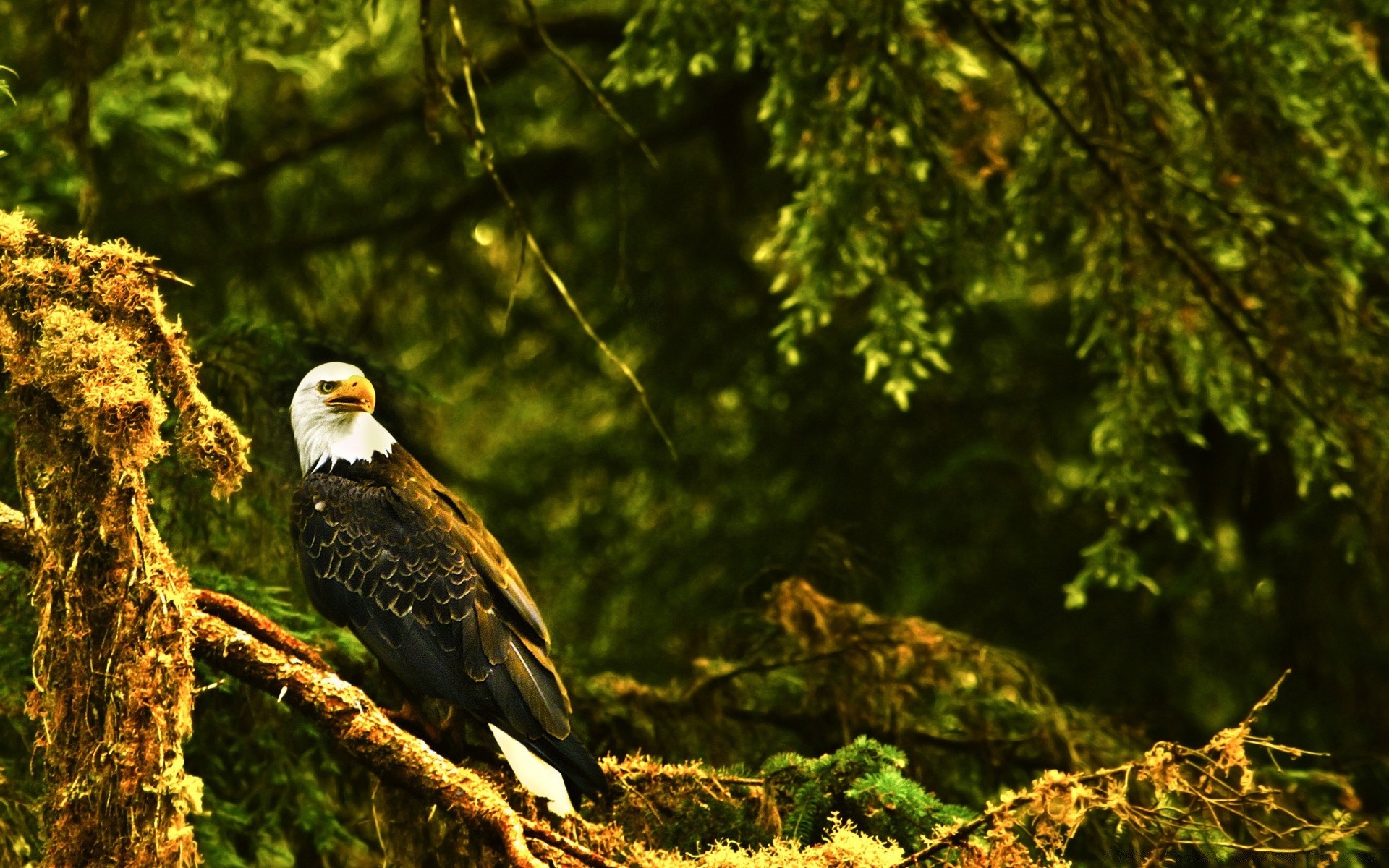 kartal doğa kuş açık havada ağaç yaban hayatı vahşi ahşap raptor hayvan