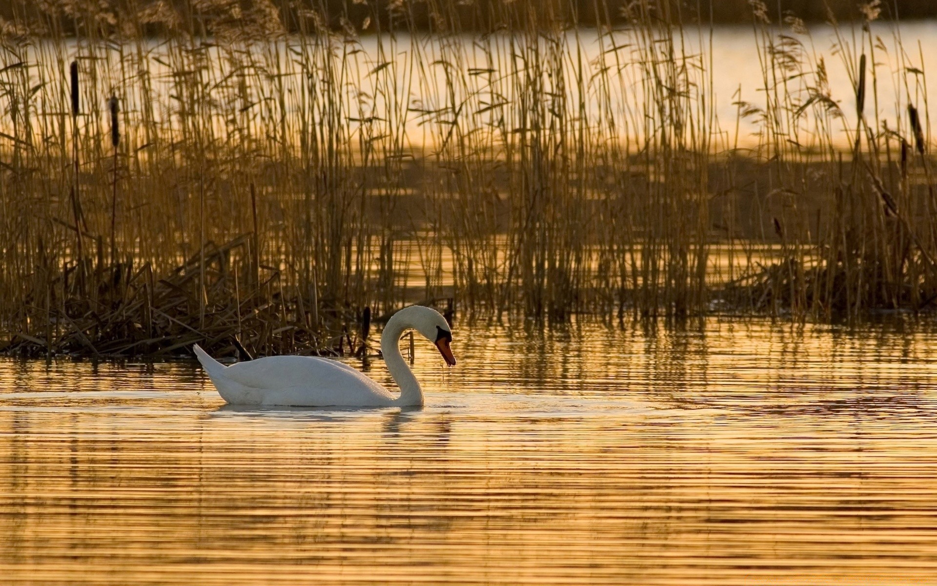 birds reflection water lake pool bird nature waterfowl swan duck river wildlife goose marsh dawn outdoors swamp wild swimming winter