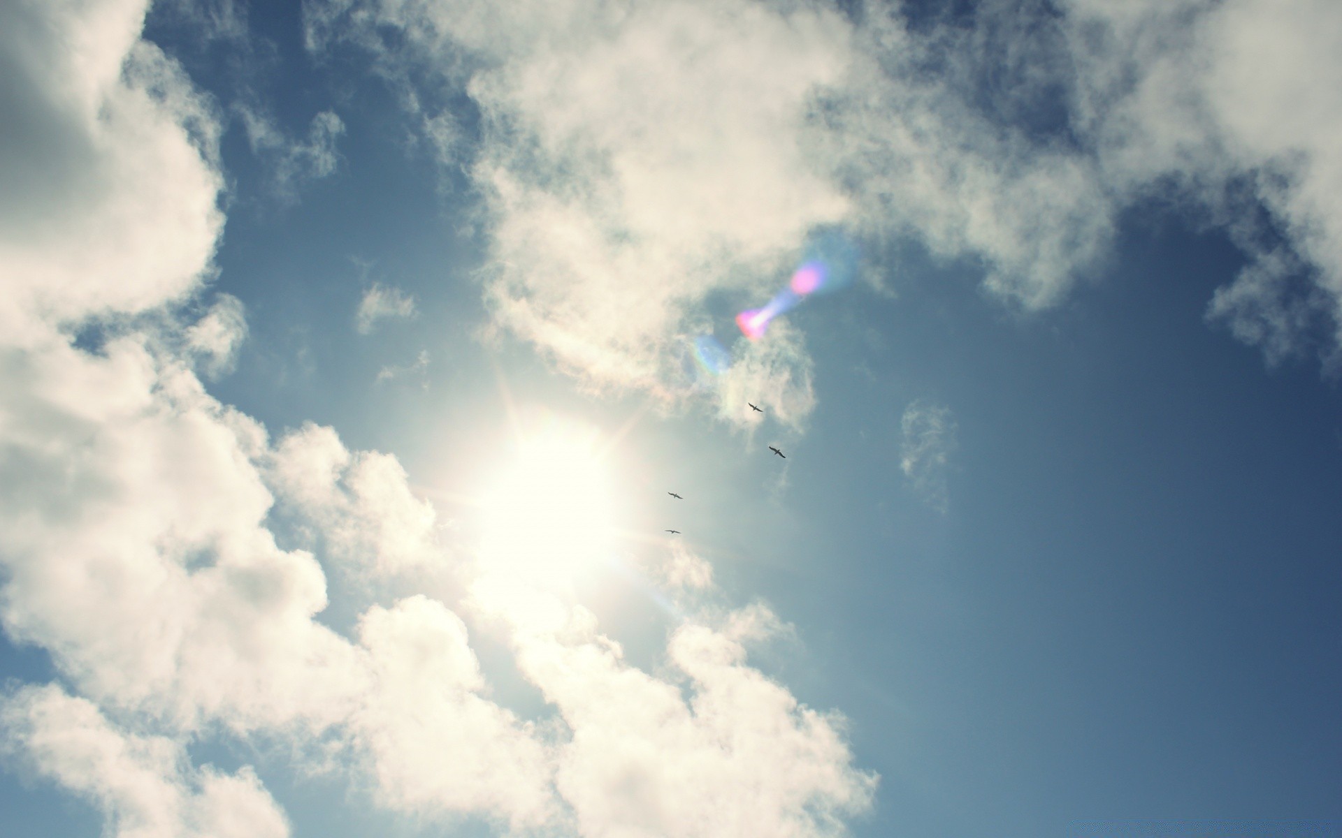 aves céu ar liberdade sol luz do dia alta bom tempo tempo luz nuvem avião ao ar livre vento céu natureza verão paisagem espaço cor