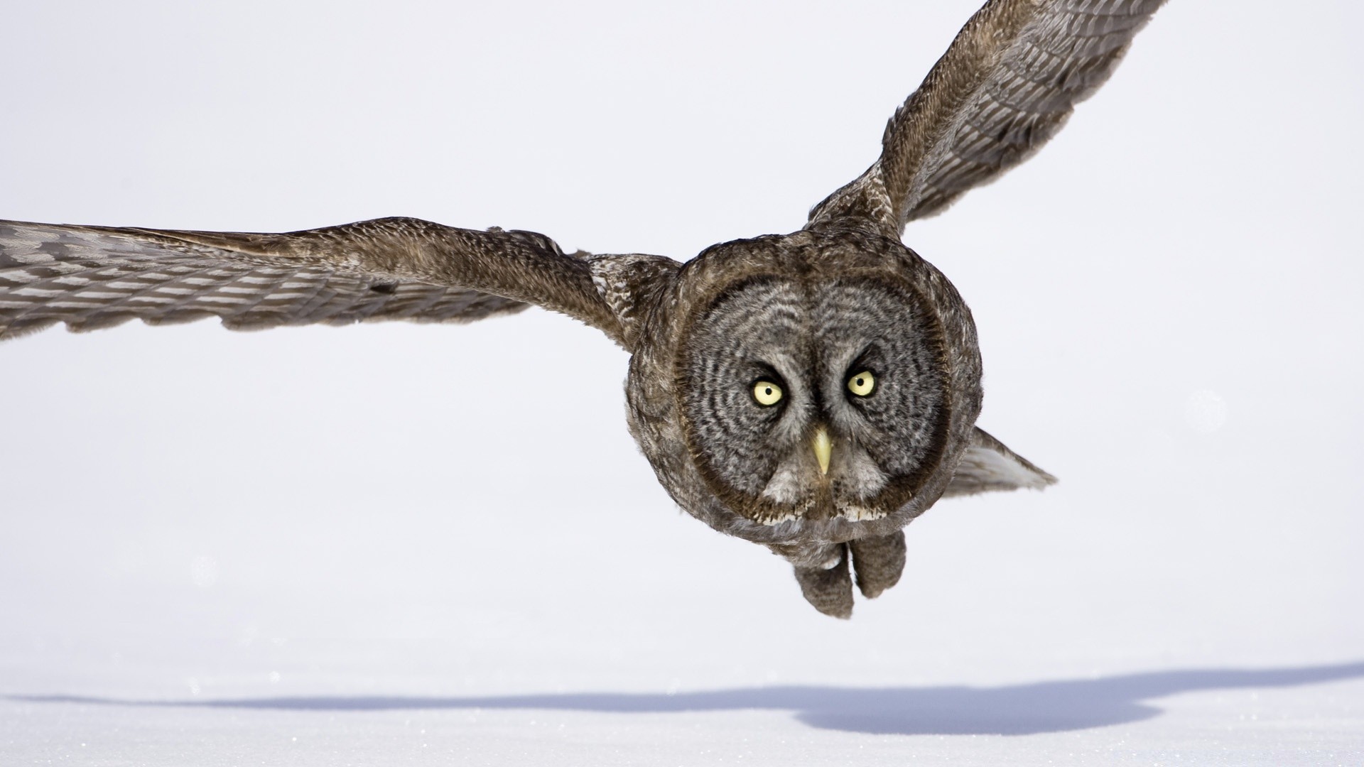 owl animal wildlife bird nature mammal portrait one grey wild snow winter