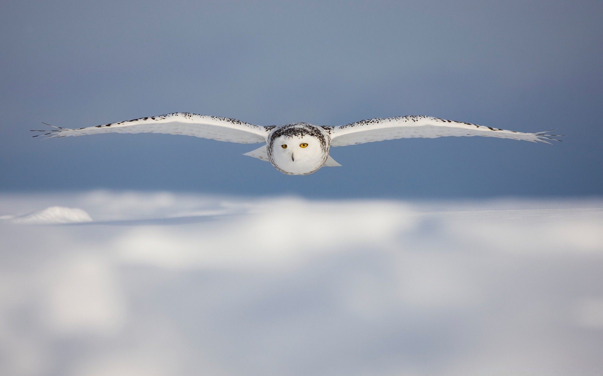 owl snow airplane flight winter sky aircraft daylight ice outdoors jet bird smoke air cold landscape