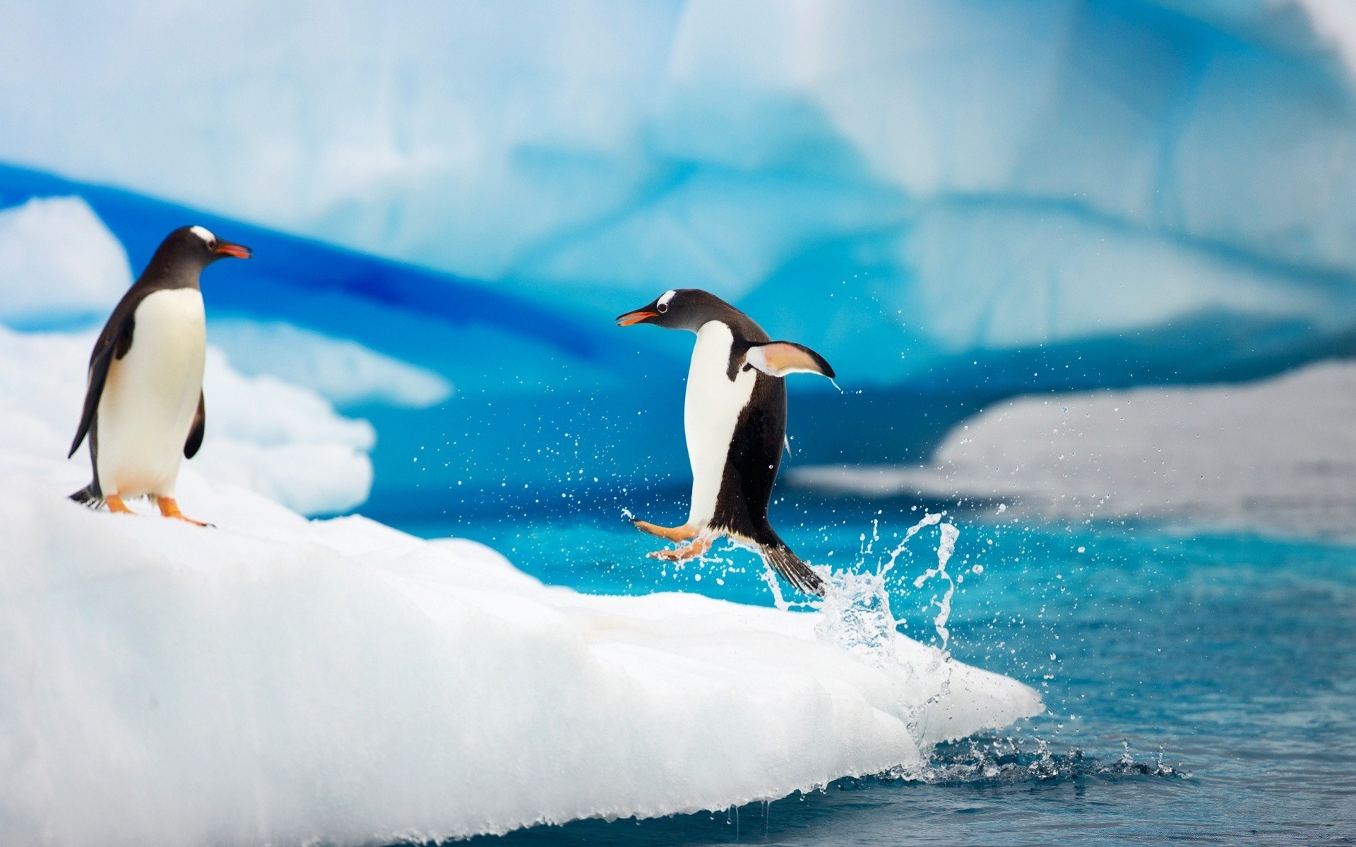 pingouin oiseau la faune eau natation mer océan givré animal neige nature glace sous-marin à l extérieur