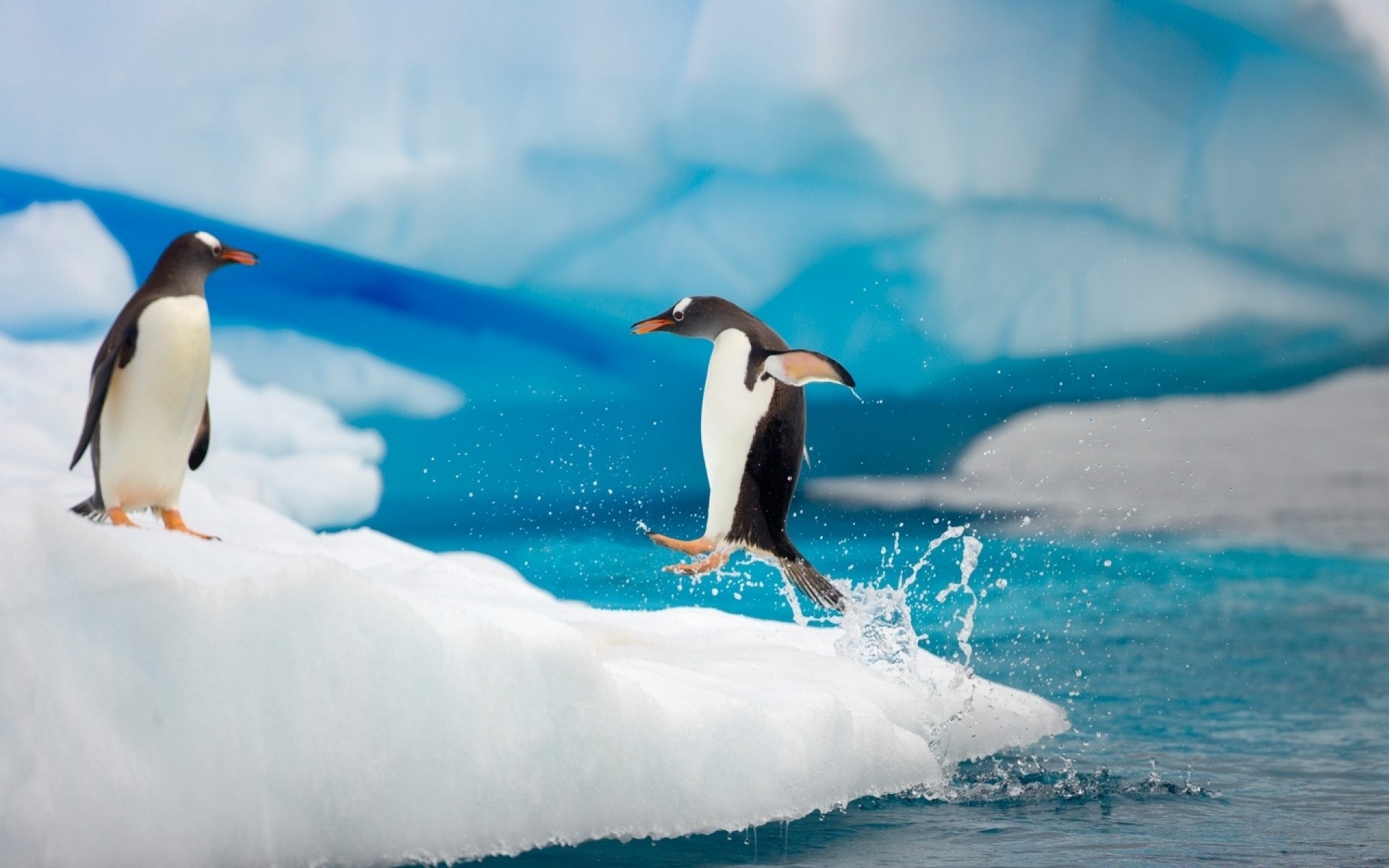 pingüino pájaro vida silvestre agua natación mar océano frosty animal nieve naturaleza al aire libre hielo