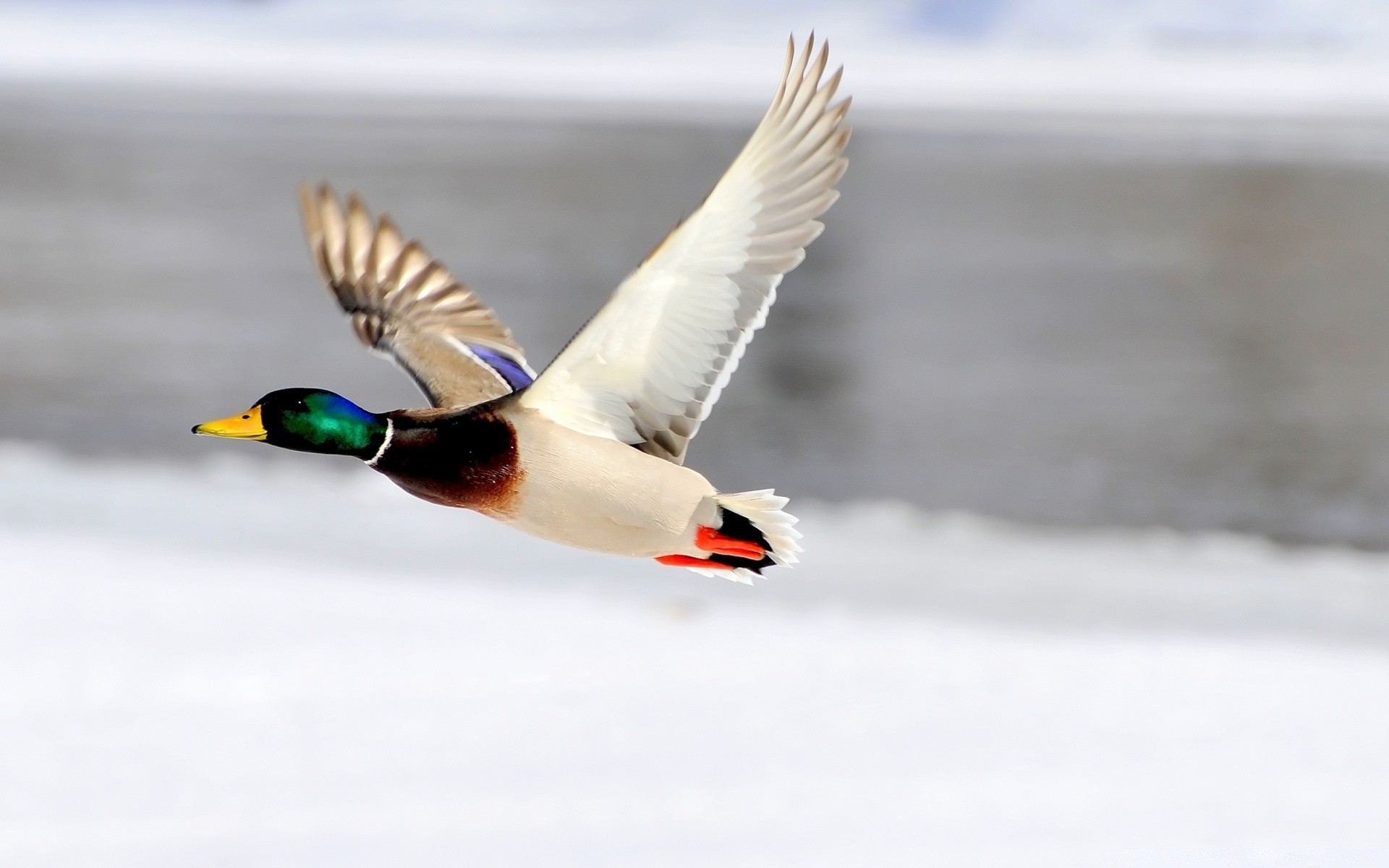 pato pájaro al aire libre naturaleza vida silvestre nieve invierno agua vuelo