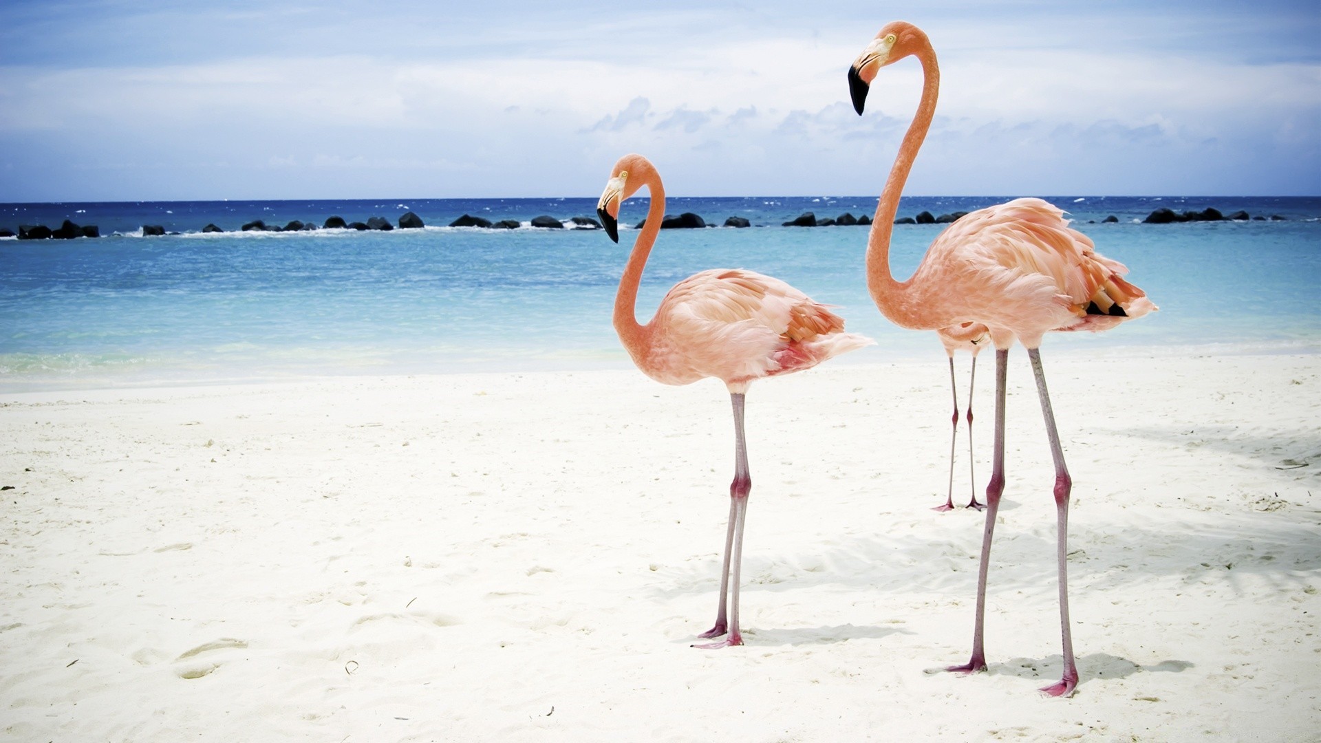 flamingo sabbia acqua spiaggia estate tropicale natura mare oceano mare esotico viaggi all aperto uccello cielo