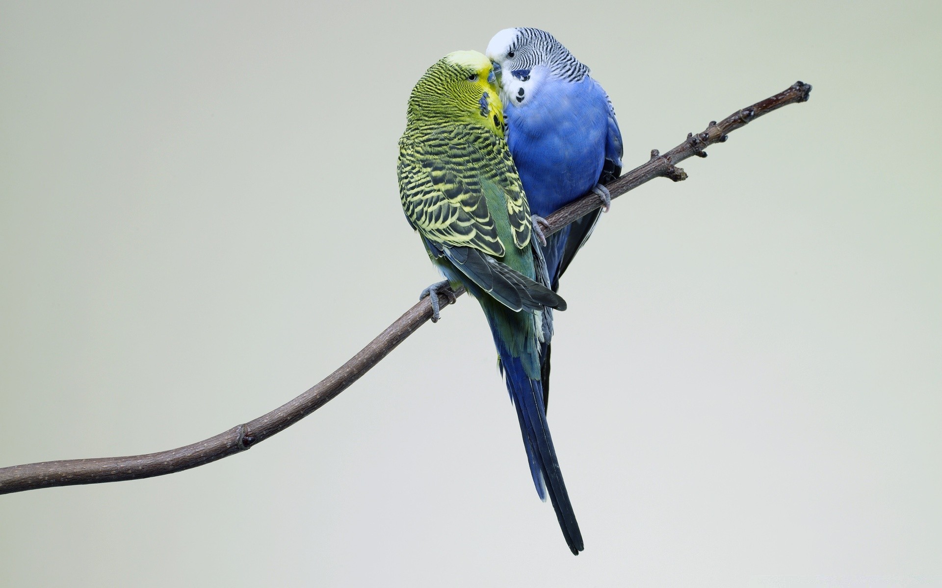 uccelli uccello fauna selvatica uno natura