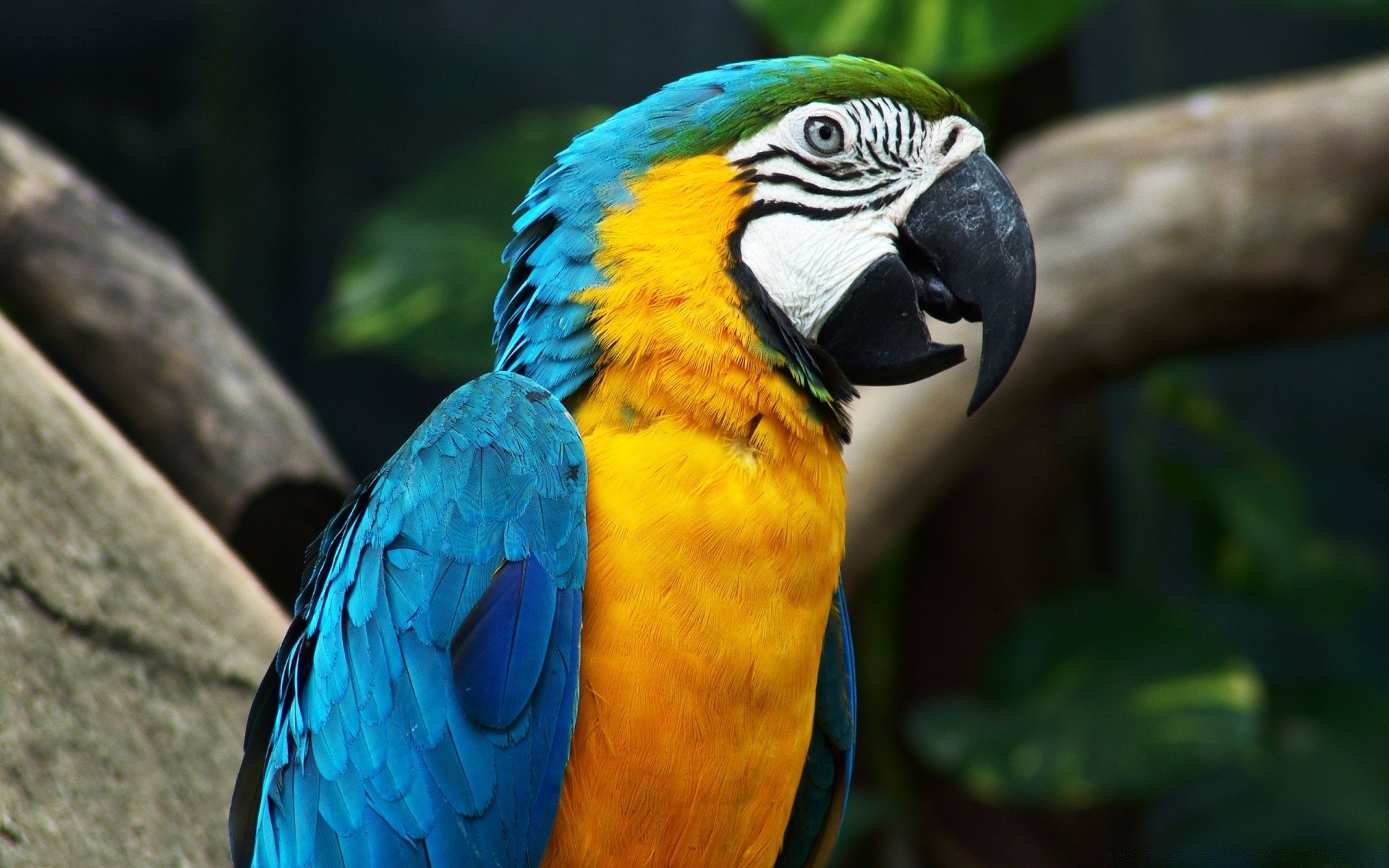 pappagallo ara uccello zoo fauna selvatica tropicale piuma becco natura animale giungla selvaggio esotico ala avian pappagallo