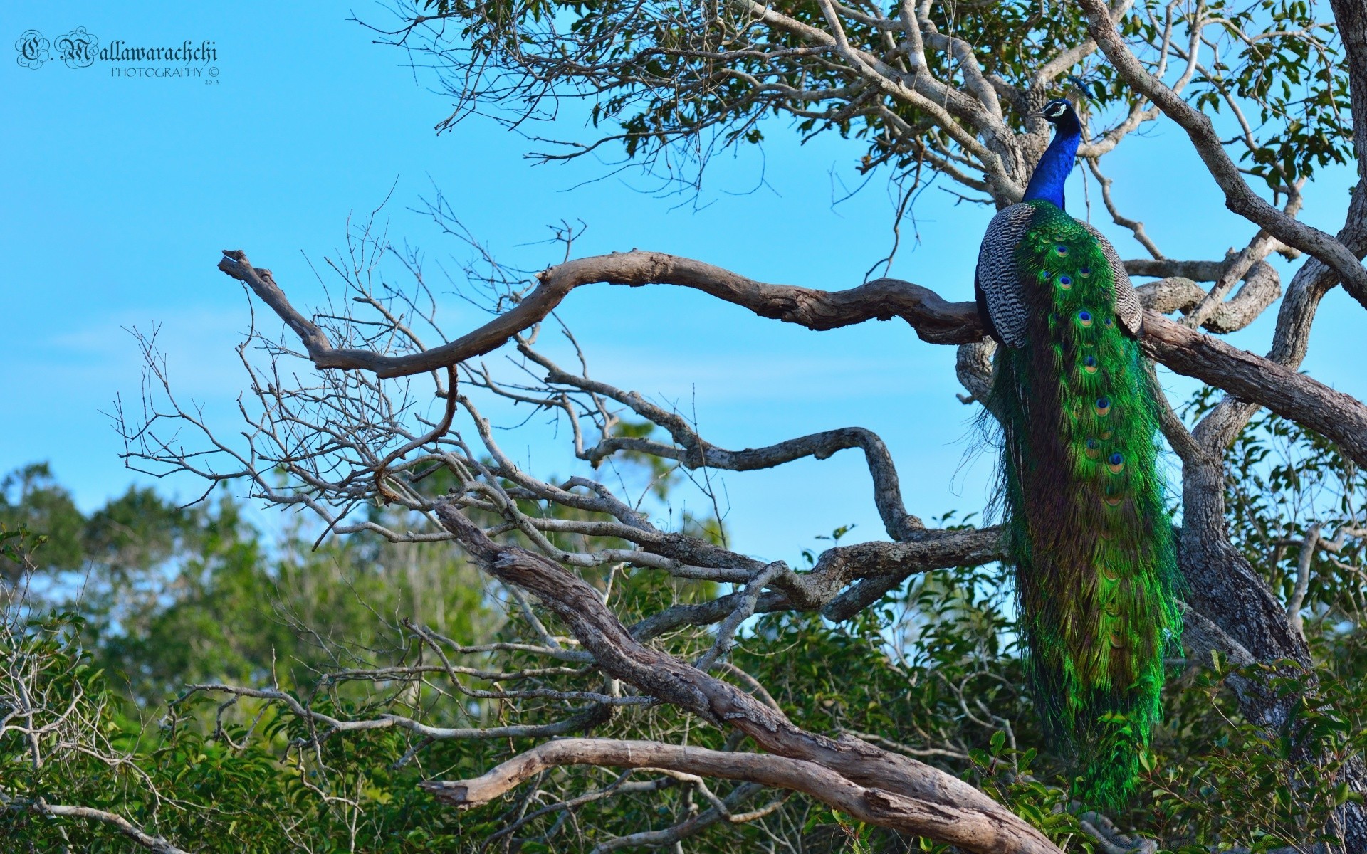 pfau holz holz natur im freien blatt zweig landschaft umwelt flora kofferraum himmel reisen