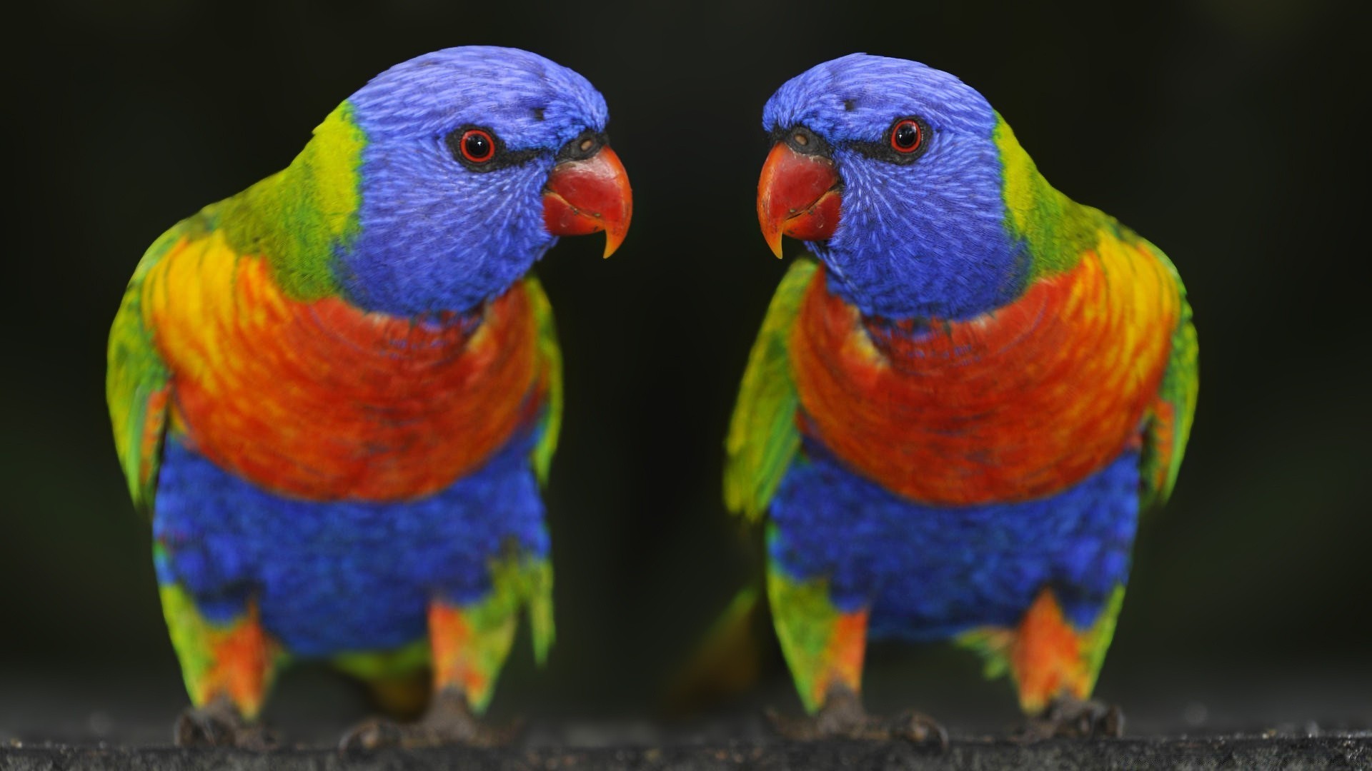 papagaio pássaro vida selvagem arara bico pena cor natureza jardim zoológico selvagem ao ar livre asa variegado animal brilhante avian papagaio tropical