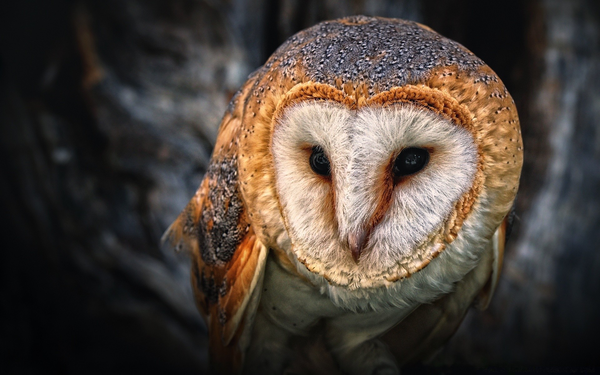 eule tierwelt vogel porträt natur