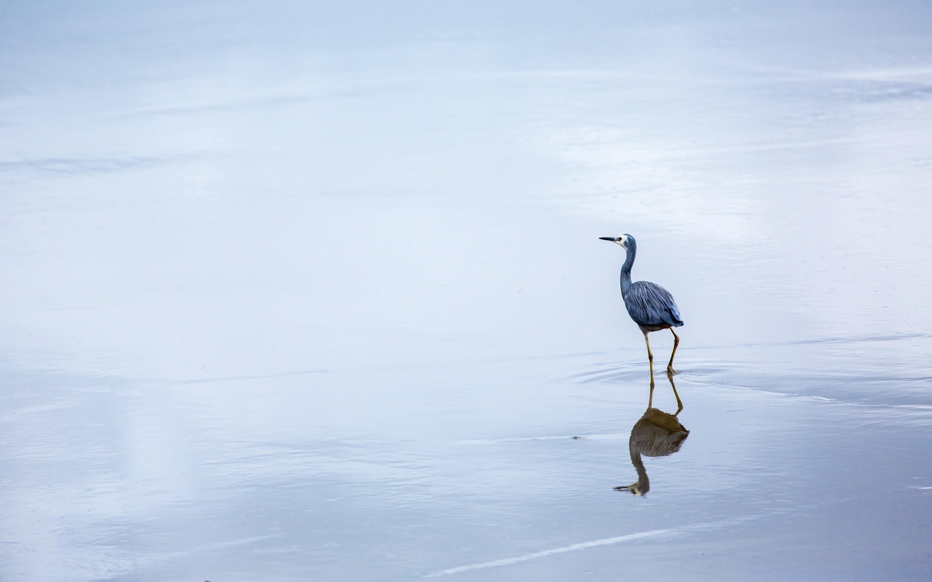 birds bird wildlife nature water animal lake winter outdoors flight waterfowl snow sea