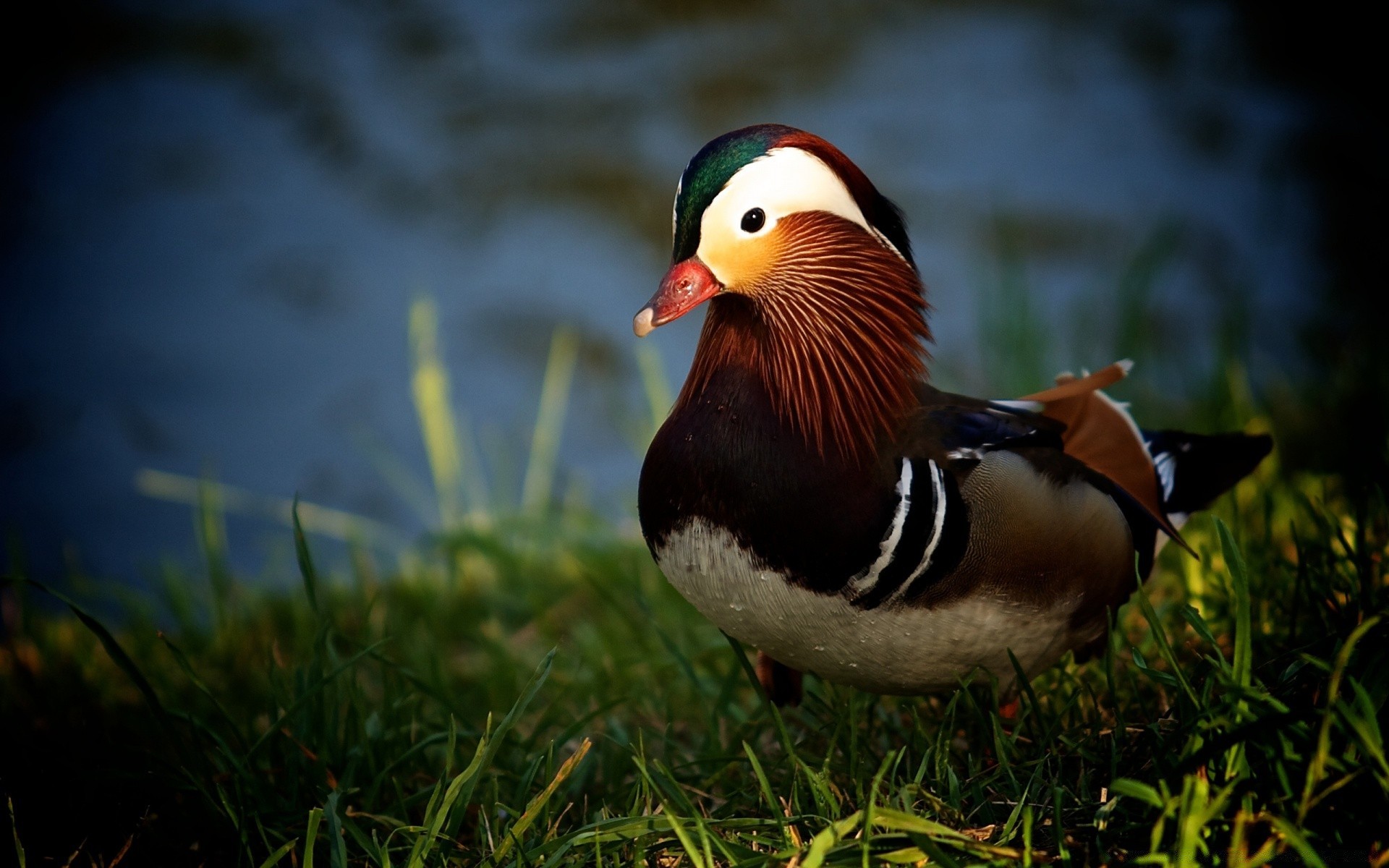 duck bird wildlife grass outdoors nature poultry