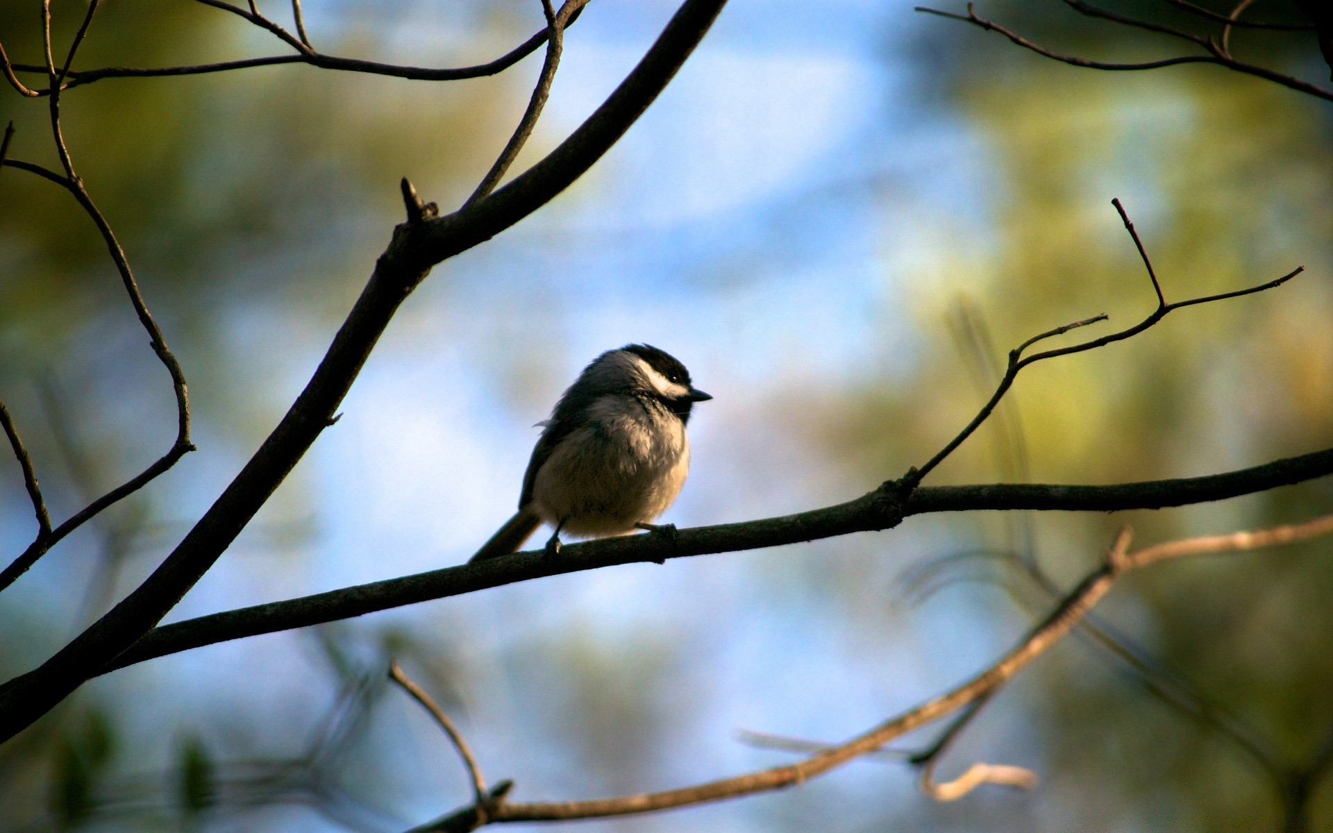 birds bird tree wildlife nature outdoors wood songbird winter