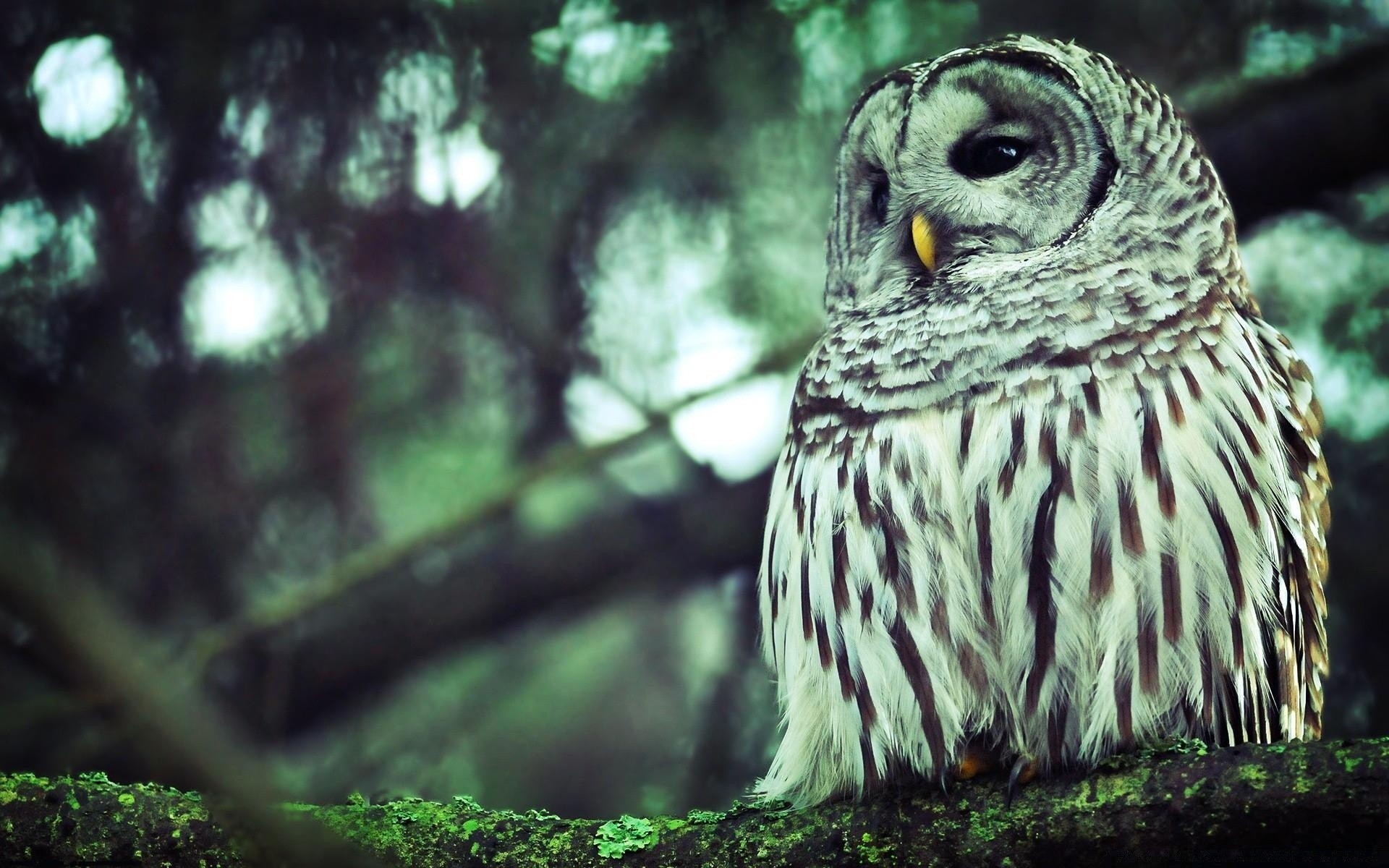 eule natur vogel tierwelt wild im freien tier holz porträt