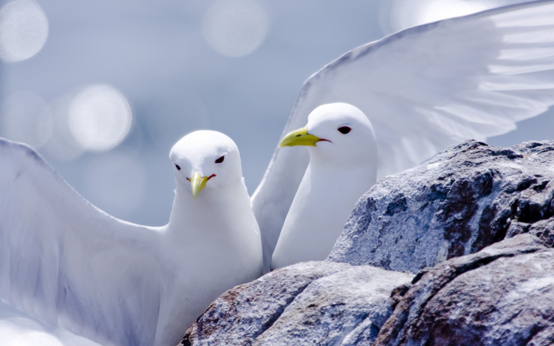 birds nature bird wildlife snow outdoors winter