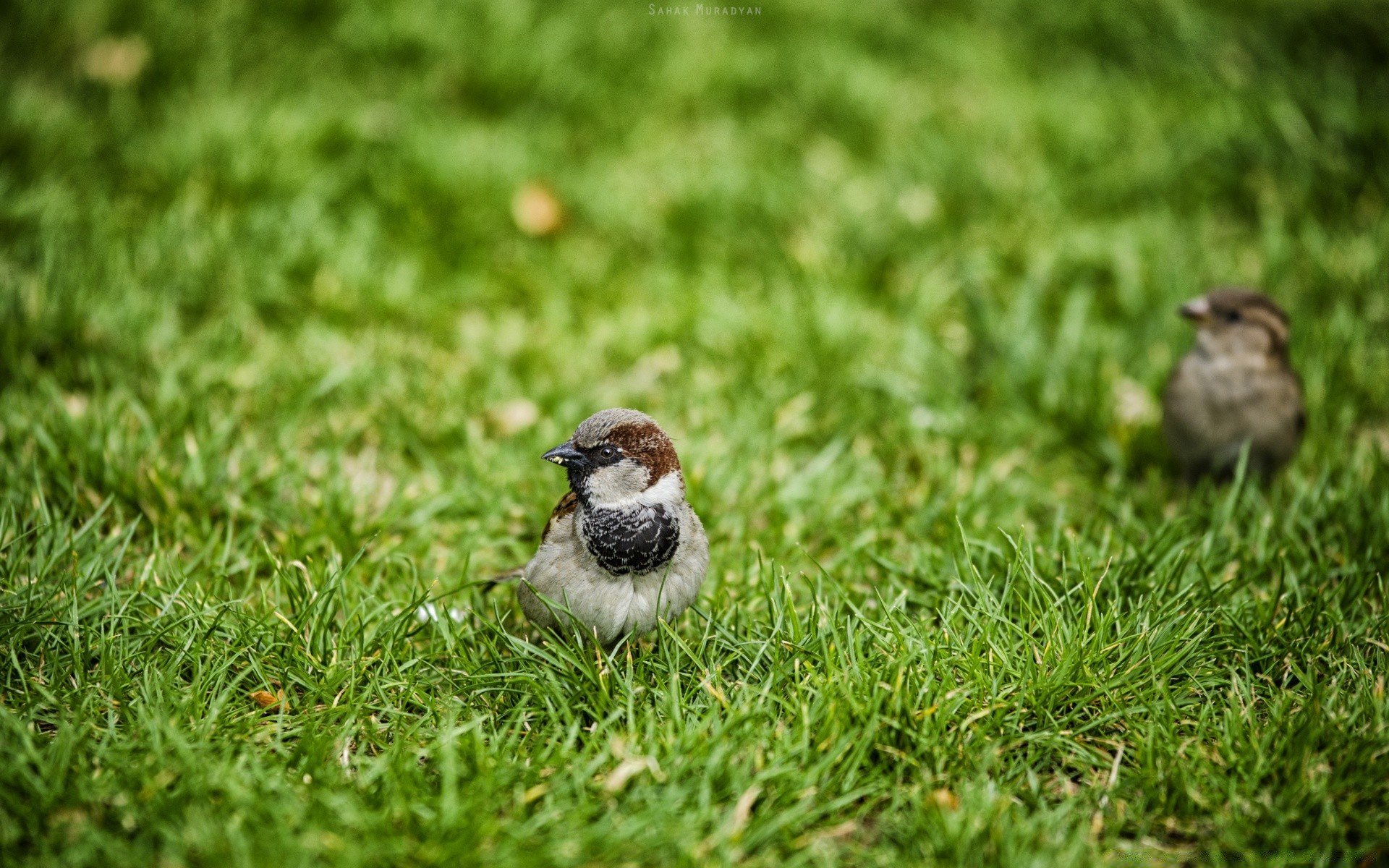 oiseaux herbe nature oiseau peu la faune à l extérieur animal pelouse jardin environnement été sauvage arrière-cour sol feuille